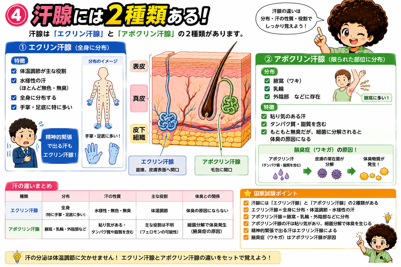 エクリン汗腺とアポクリン汗腺の分布と特徴