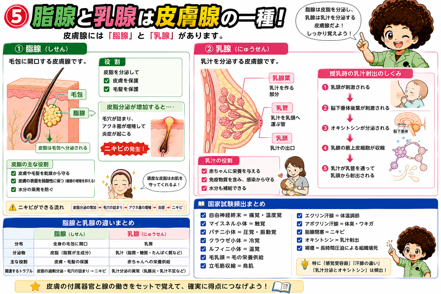 脂腺の役割とニキビの発生機序、乳腺の構造と乳汁射出のしくみ