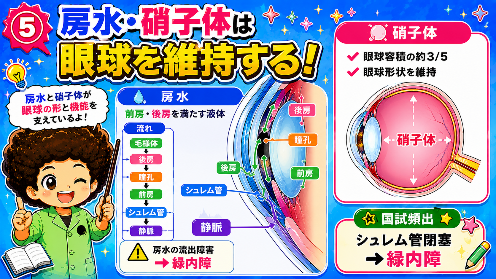 房水・硝子体の役割と房水の循環経路
