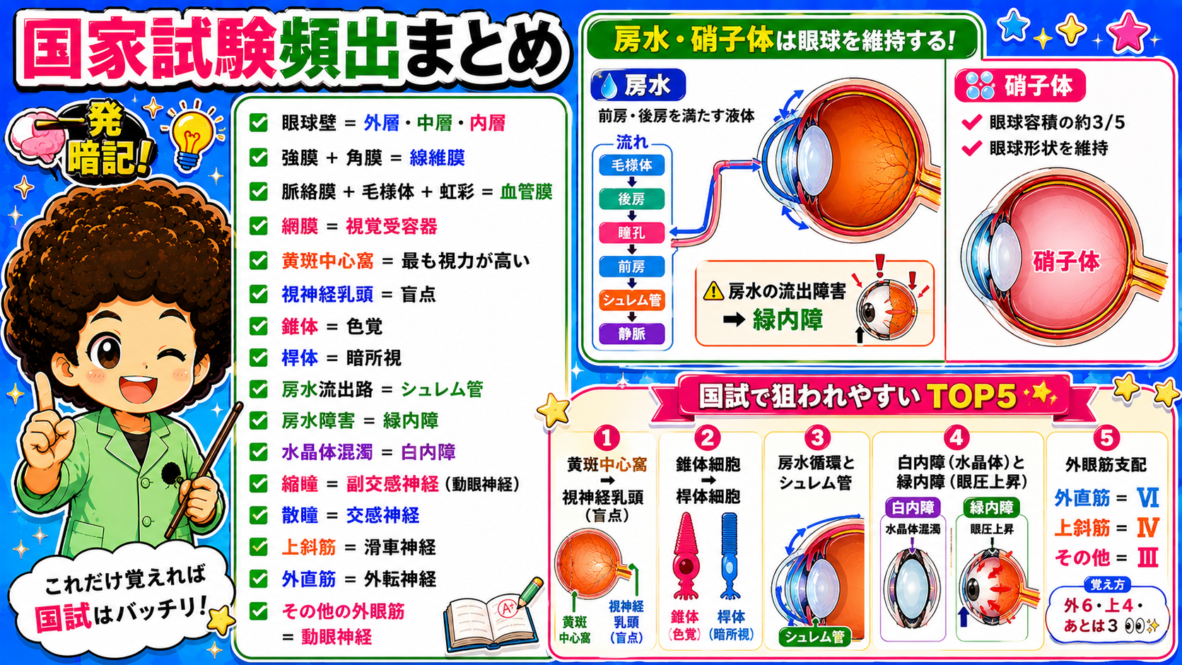 国家試験頻出まとめ(眼球壁の構成・房水循環・外眼筋の支配神経)