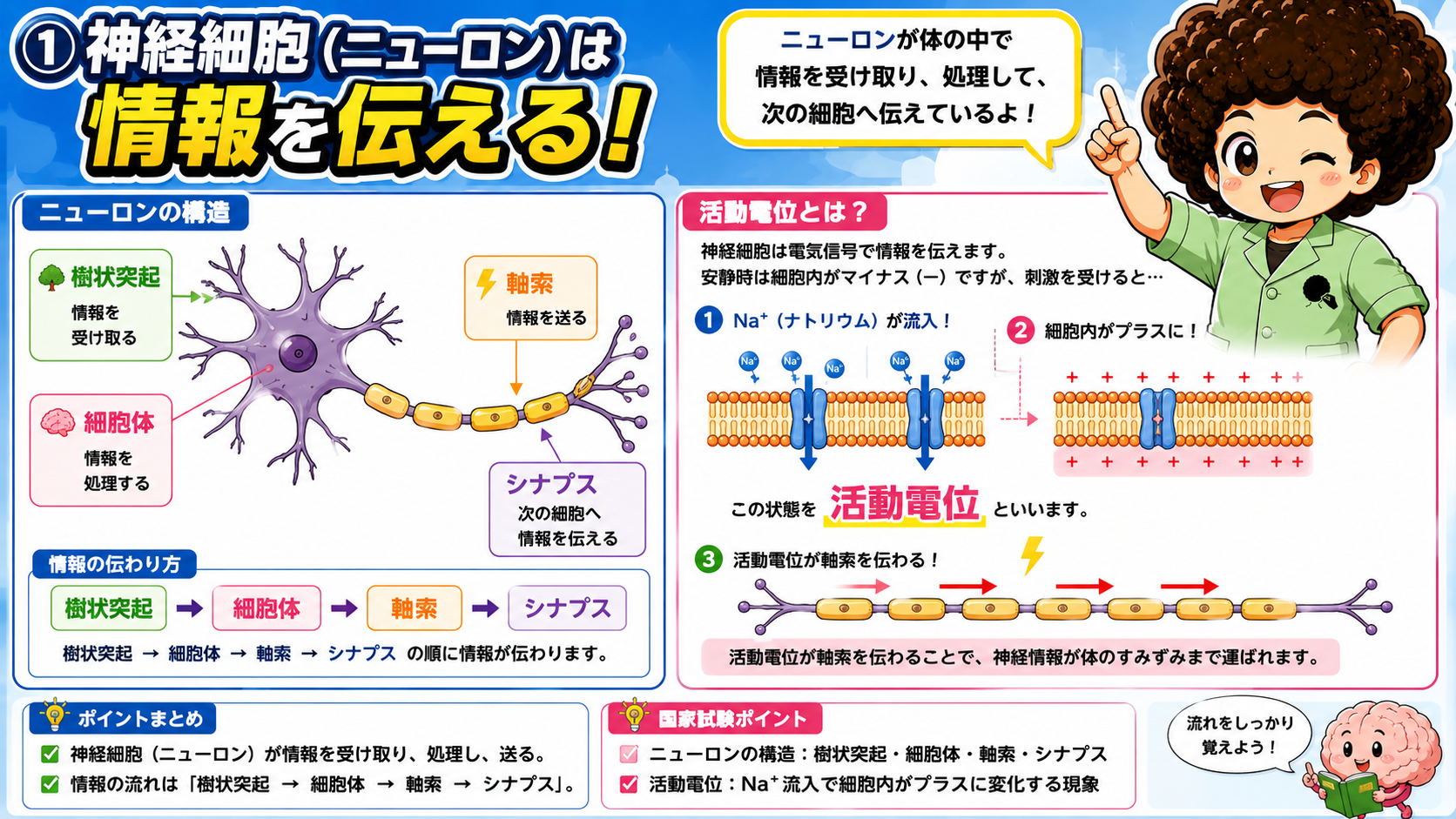 ニューロンの構造(樹状突起・細胞体・軸索・シナプス)と活動電位