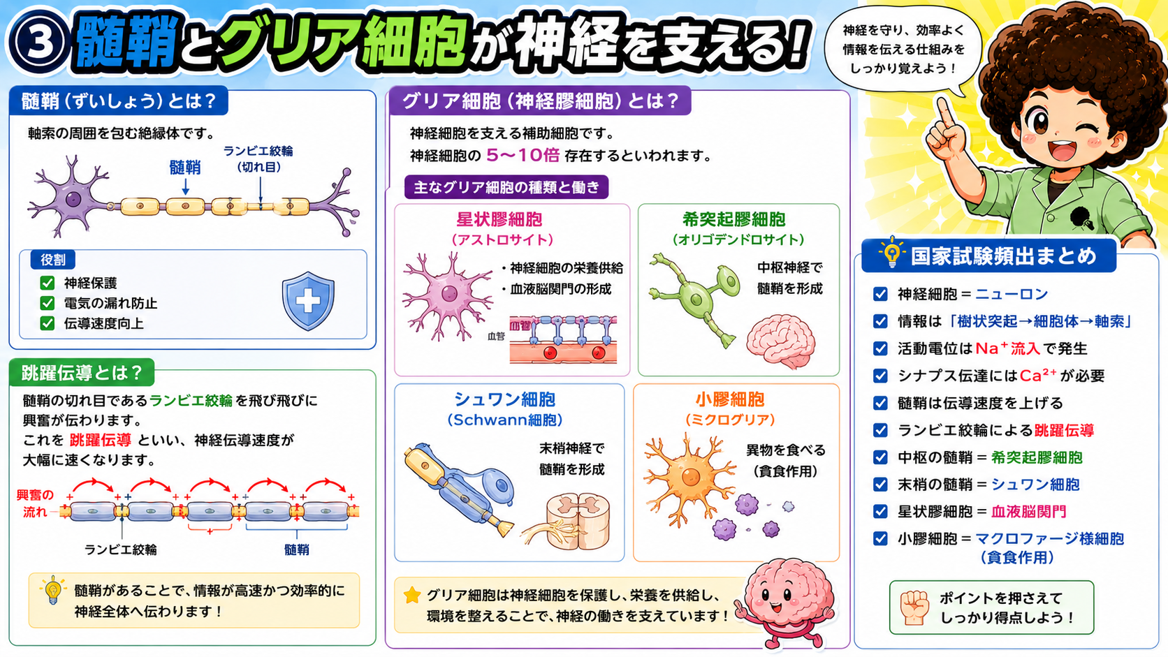 髄鞘とグリア細胞、跳躍伝導のしくみ