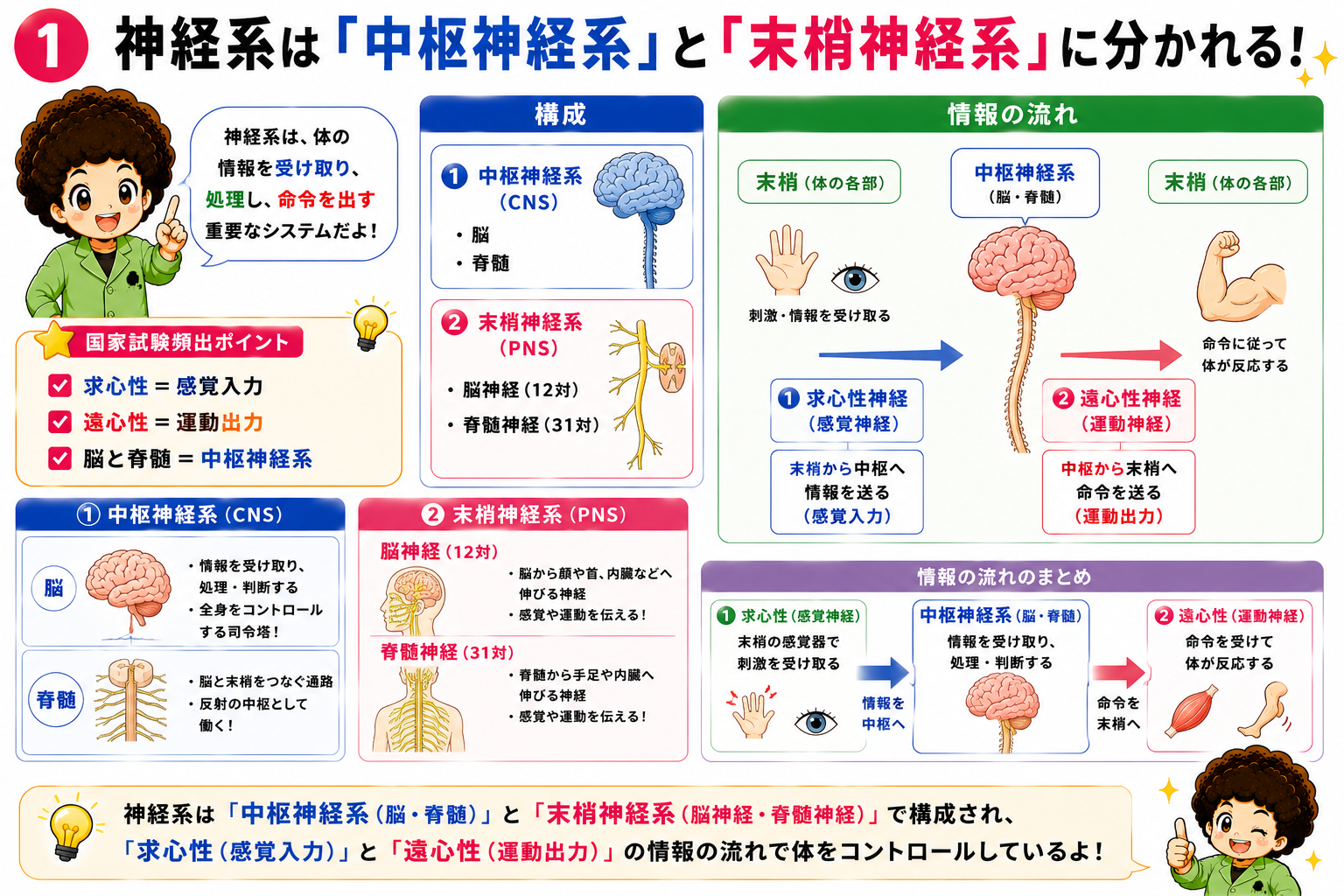 神経系の分類(中枢神経系・末梢神経系)と情報の流れ
