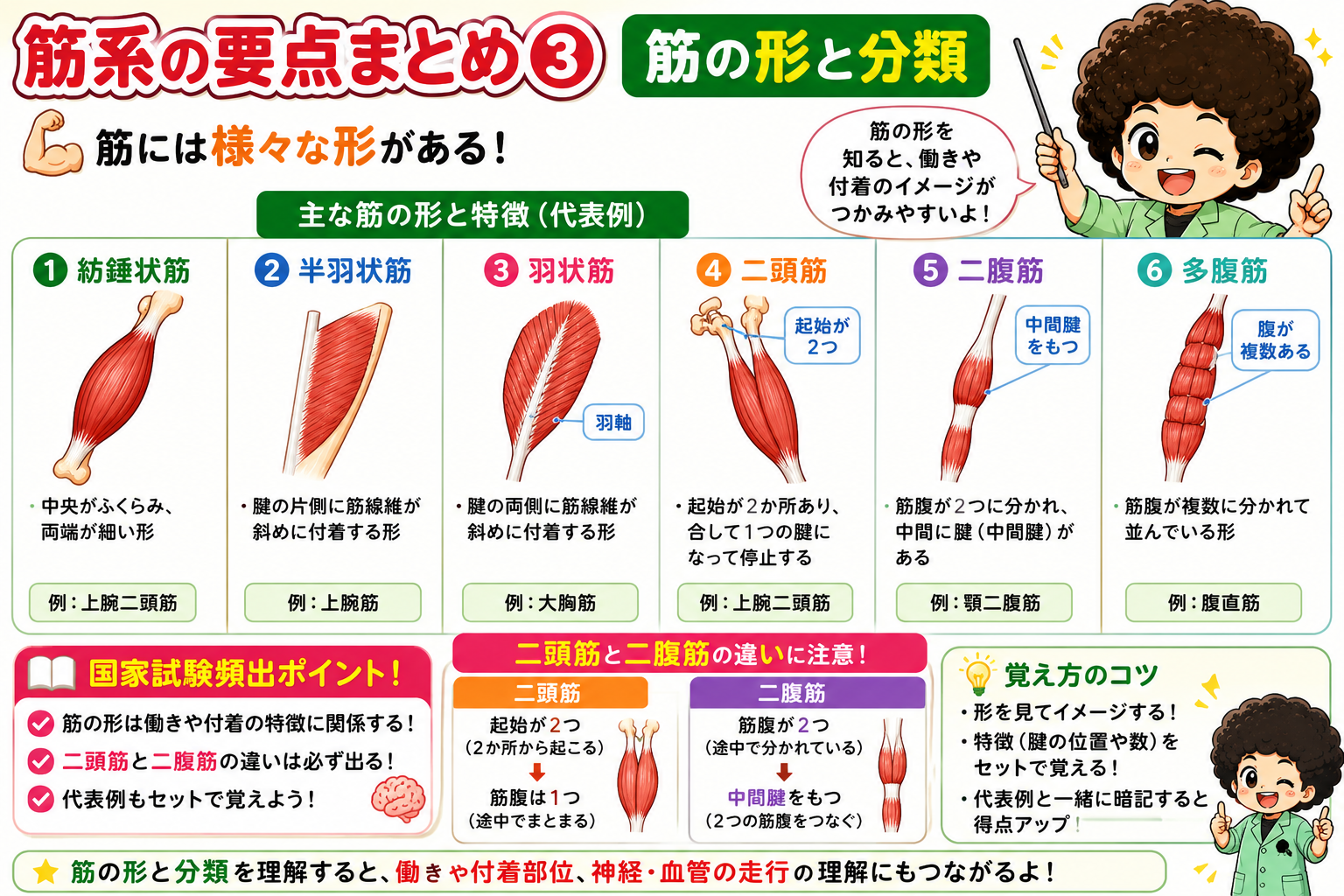 筋の形と分類（代表例）