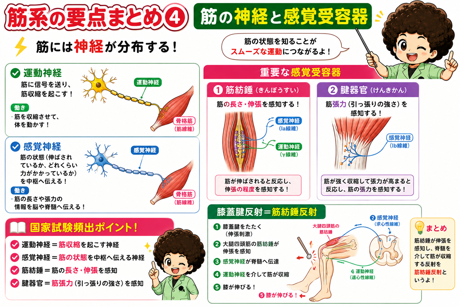 筋の神経と感覚受容器・膝蓋腱反射