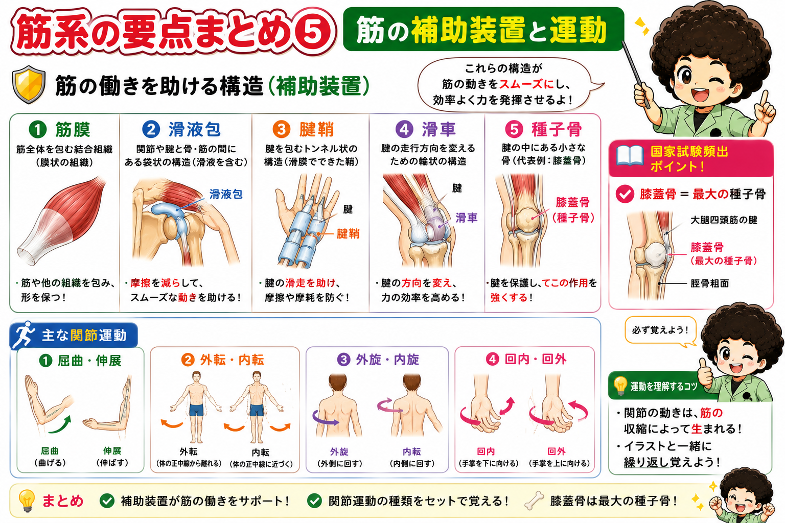 筋の補助装置と主な関節運動