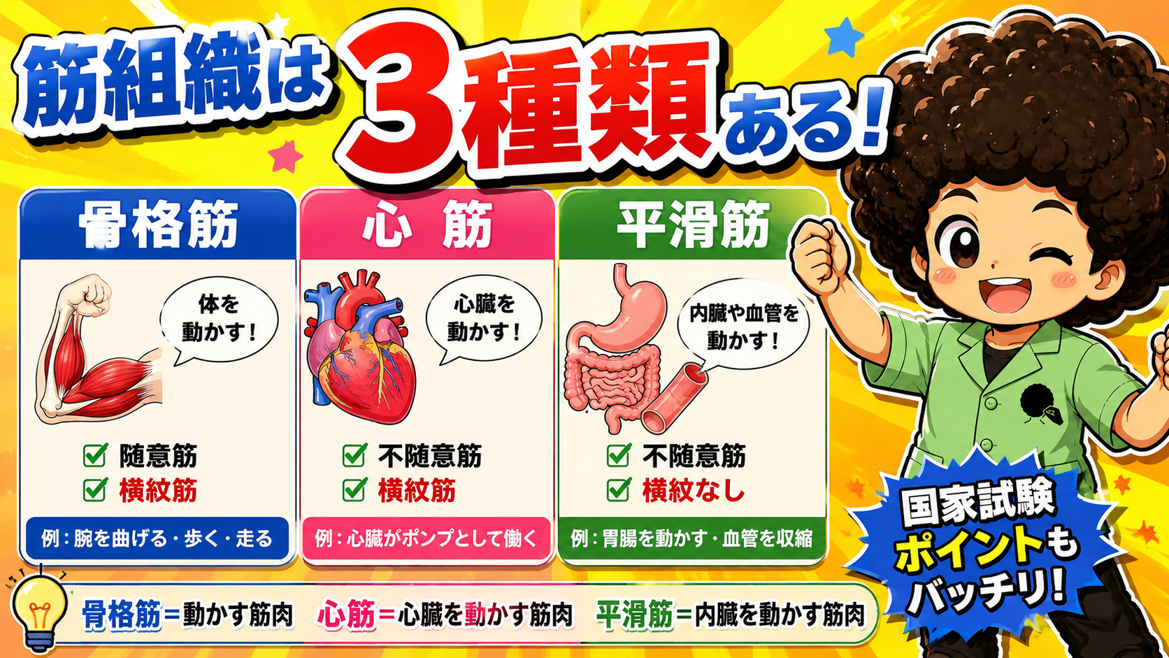筋組織の3種類(骨格筋・心筋・平滑筋)