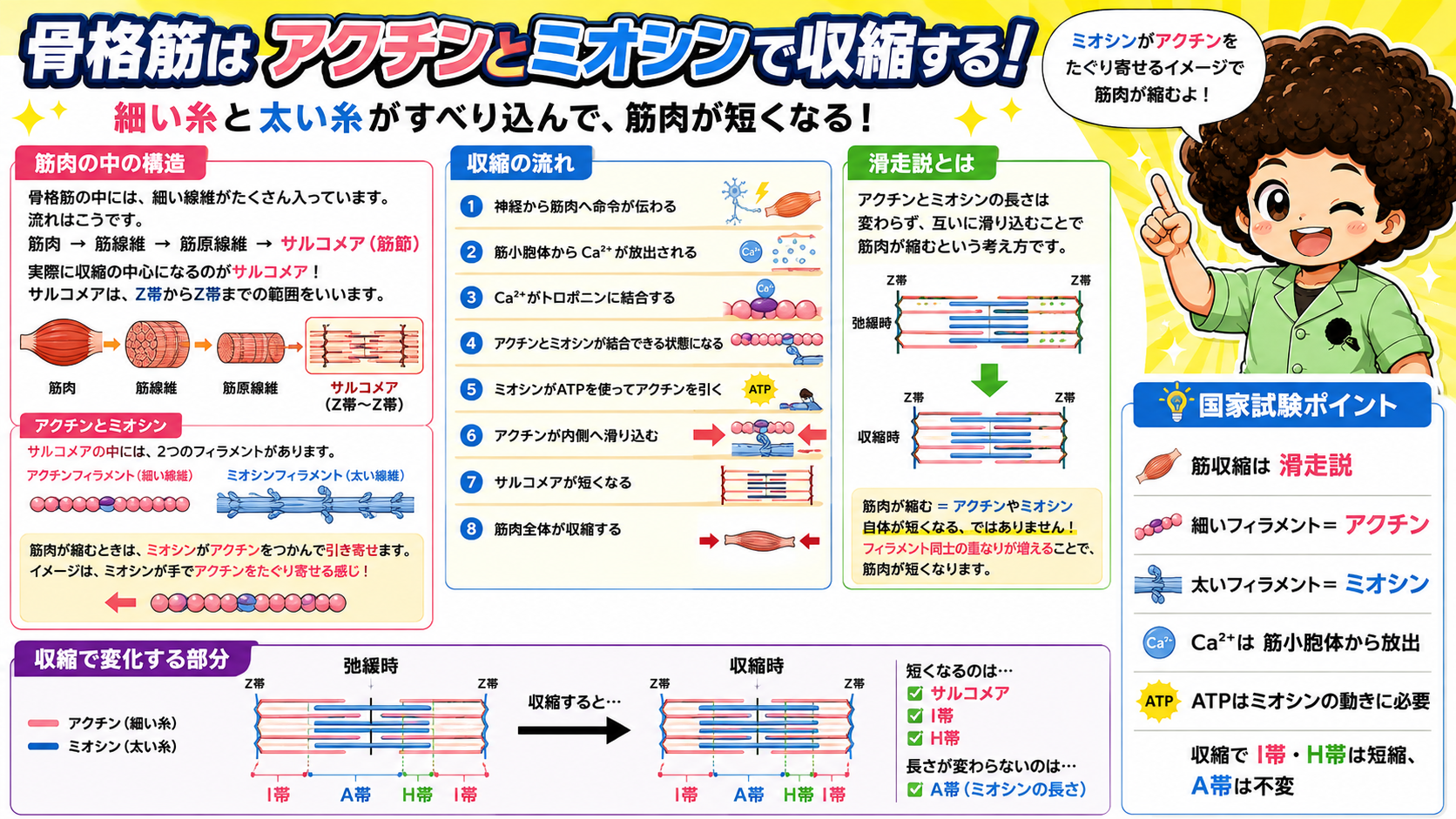 アクチンとミオシンによる滑走説と筋収縮の流れ