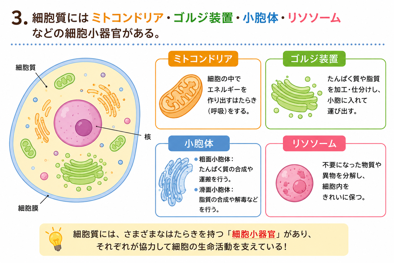 細胞→組織→器官→器官系→個体の構成階層