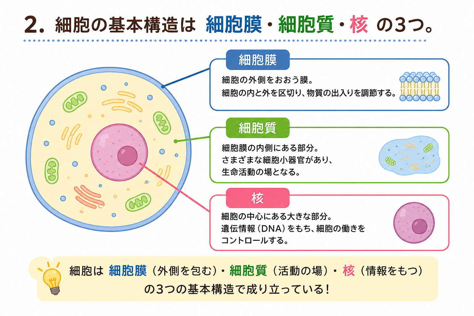 細胞・神経細胞・組織の基礎｜細胞・神経細胞・組織の基礎 1