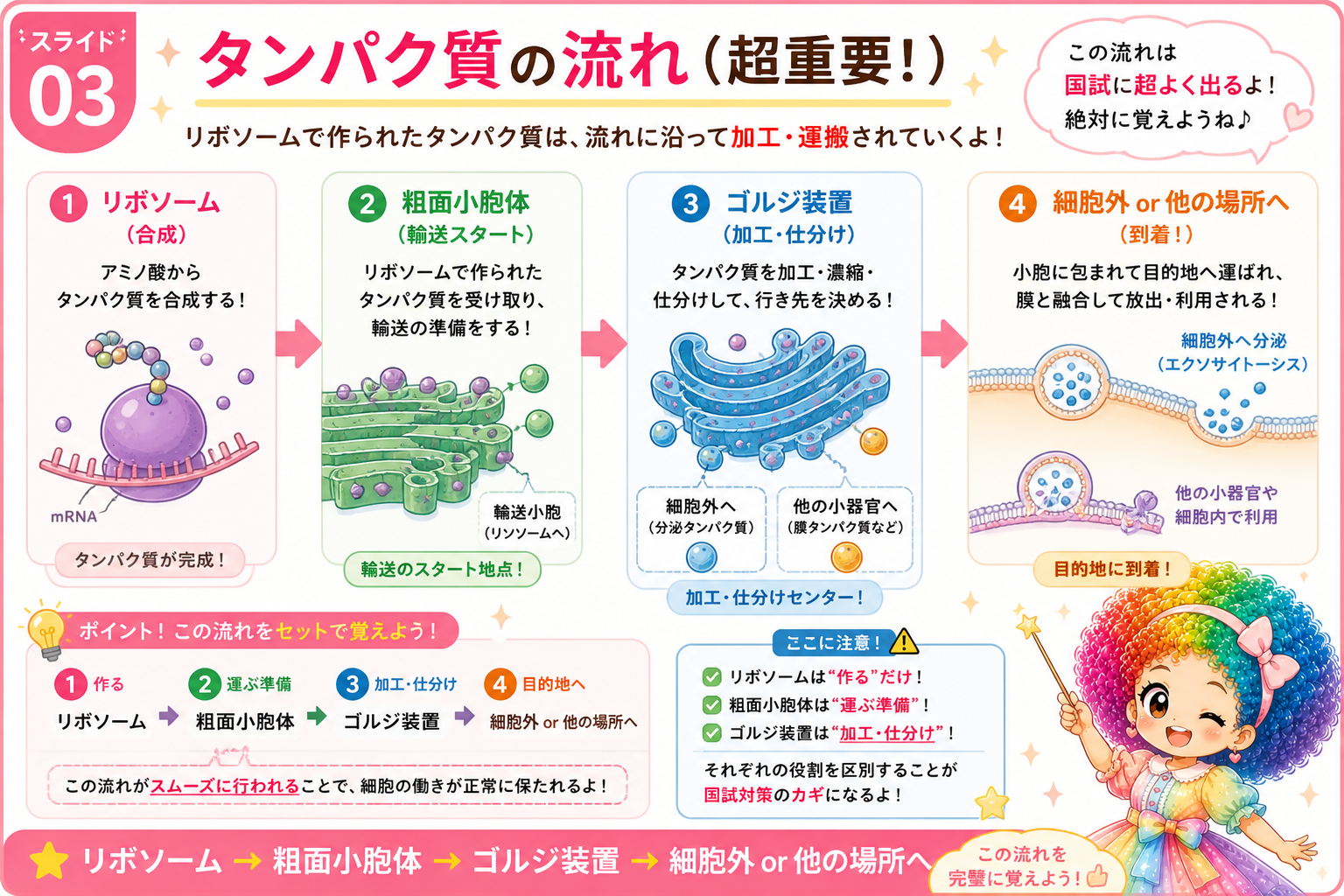 細胞小器官の全体イメージと各器官の役割