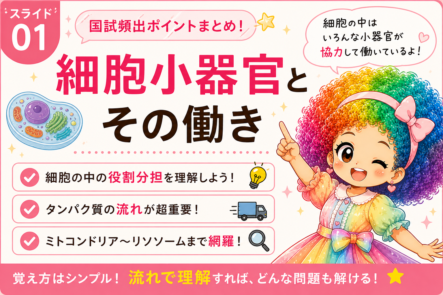 タンパク質の流れ:リボソーム→粗面小胞体→ゴルジ装置→細胞外・他の場所