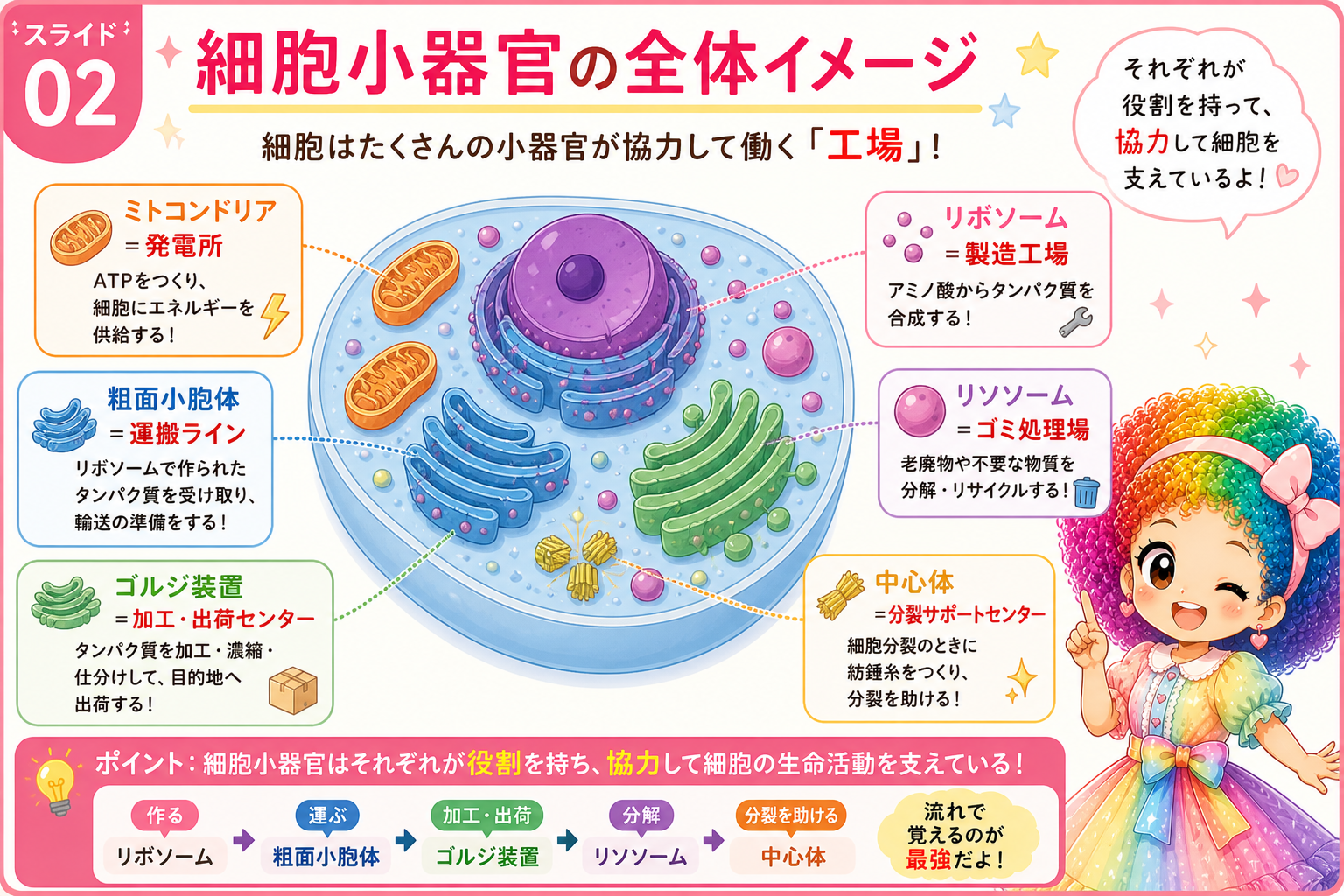 主要小器官①:ミトコンドリア・リボソーム・粗面小胞体の役割