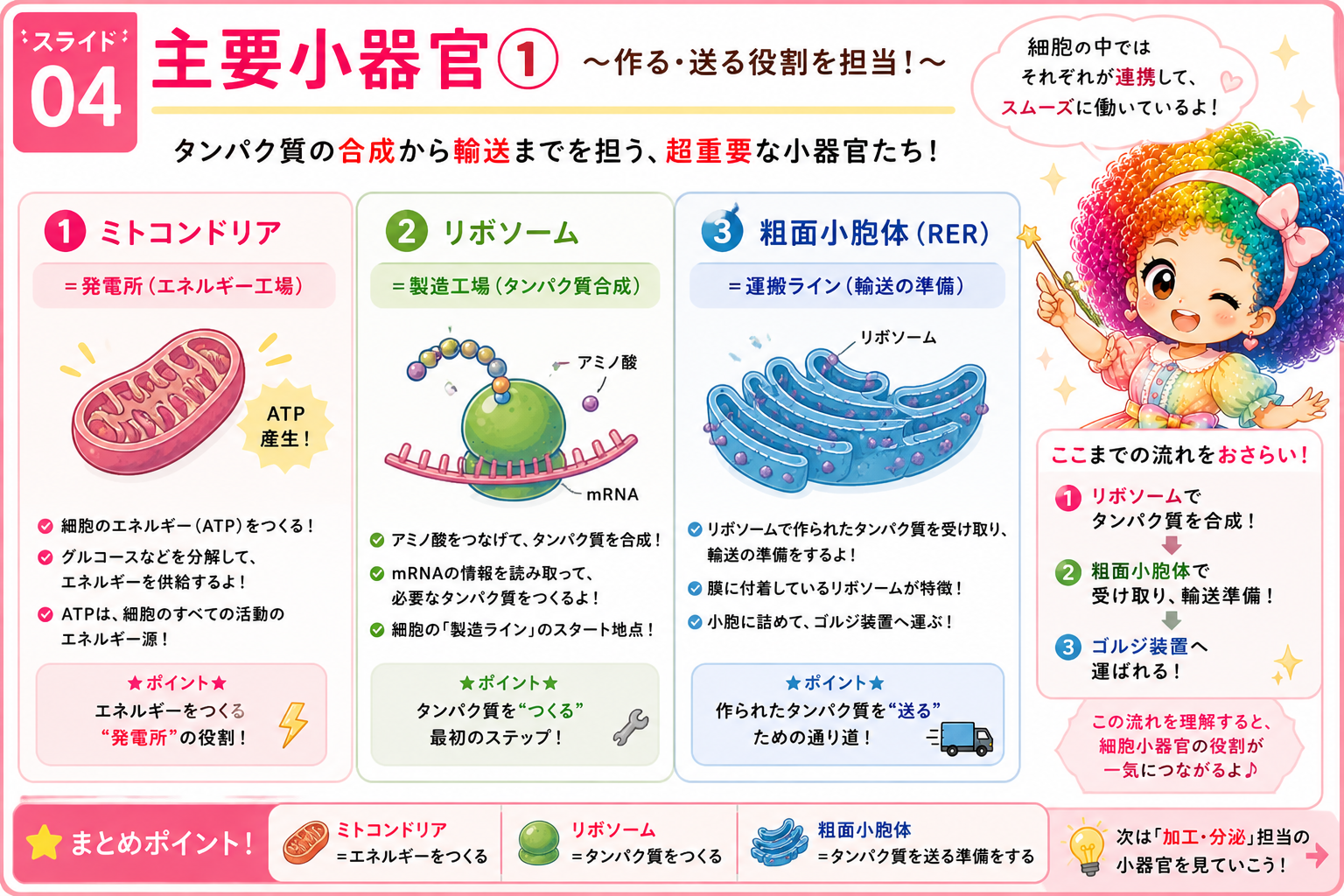 主要小器官②:ゴルジ装置・リソソーム・中心体の役割