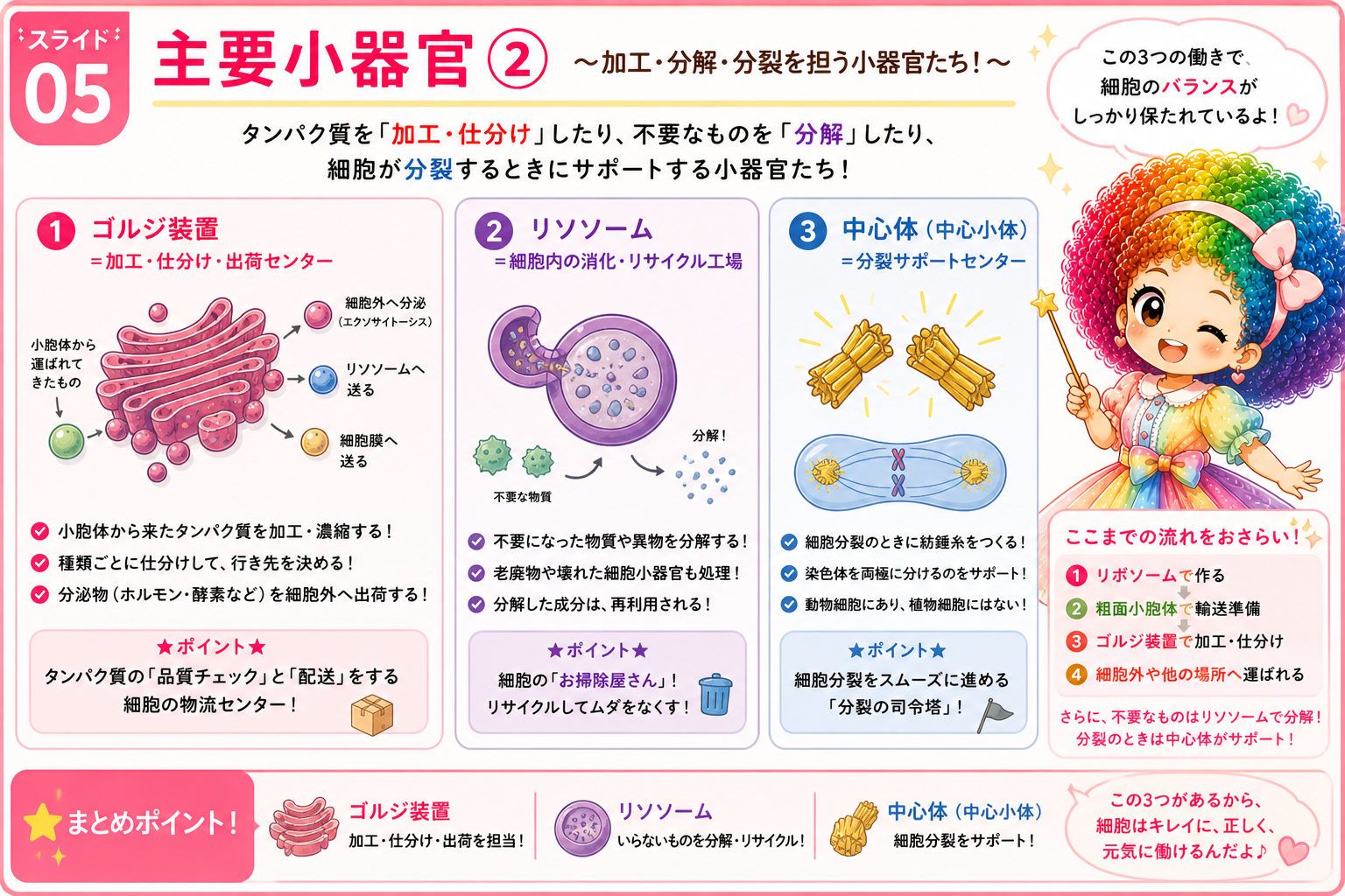 細胞小器官の役割まとめとタンパク質の流れの最終整理