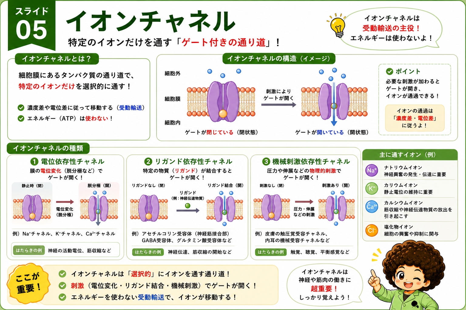 イオンチャネルの構造と3種類（電位依存性・リガンド依存性・機械刺激依存性）