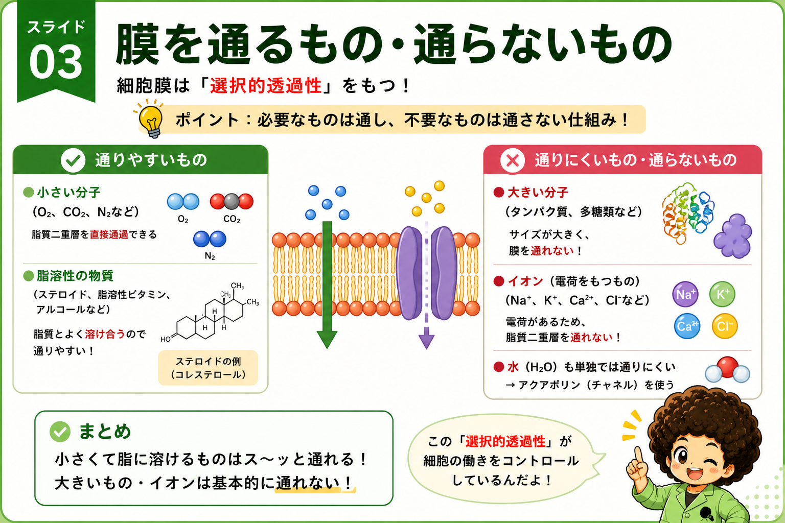 膜を通るもの・通らないもの：分子の大きさ・脂溶性・電荷による違い