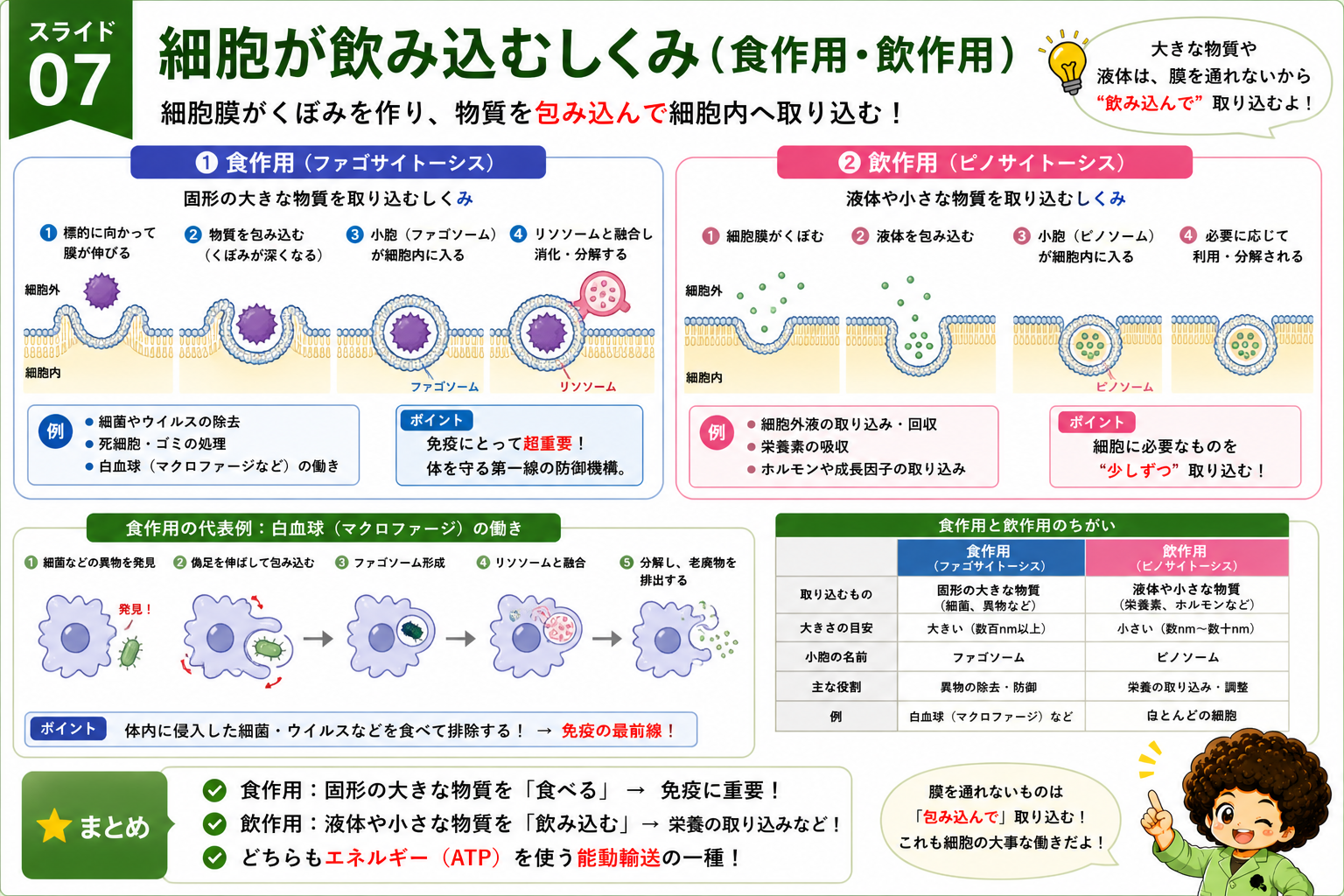 食作用（ファゴサイトーシス）と飲作用（ピノサイトーシス）のしくみと違い
