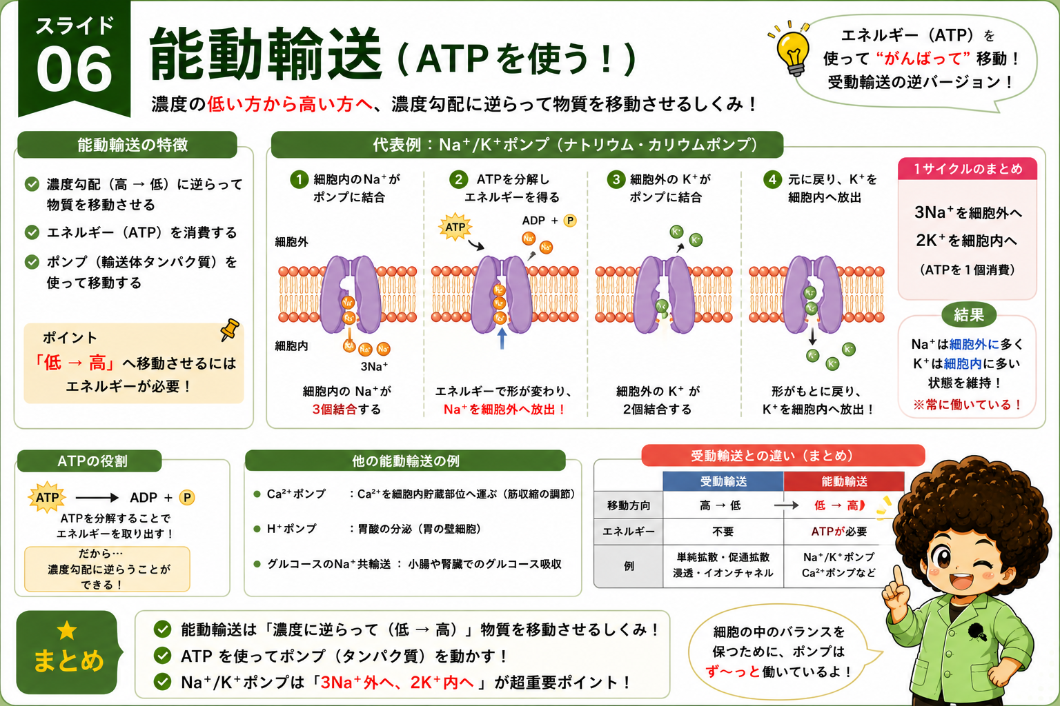 能動輸送の代表例：Na+/K+ポンプのサイクル（3Na+を細胞外へ、2K+を細胞内へ）
