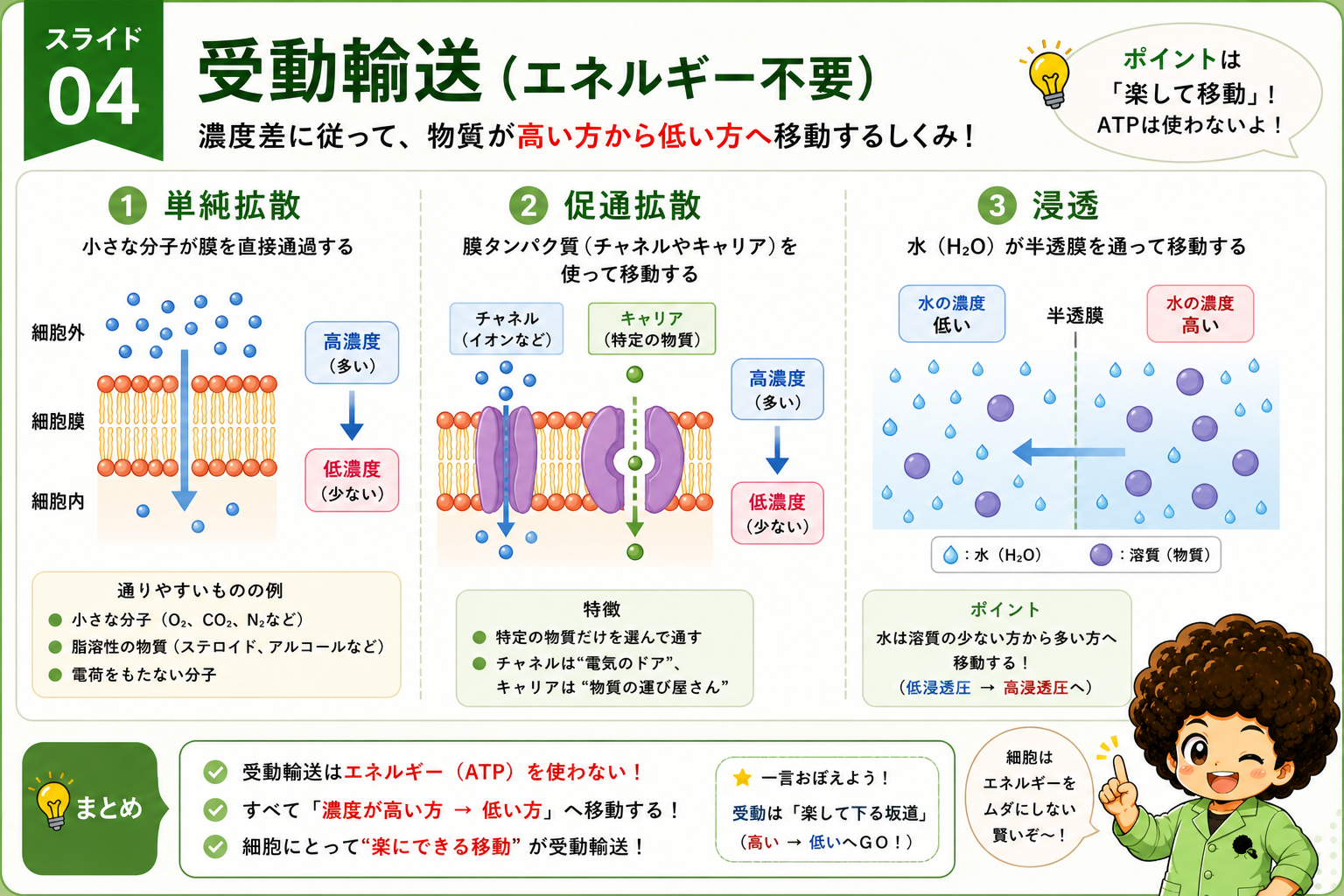 受動輸送：単純拡散・促通拡散・浸透のしくみ