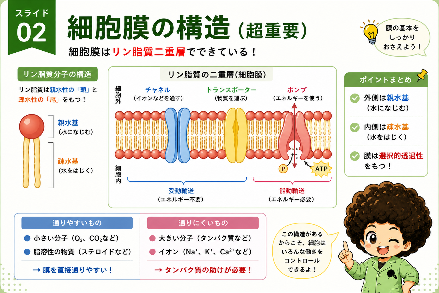解剖学（細胞膜）｜解剖学（細胞膜） 1