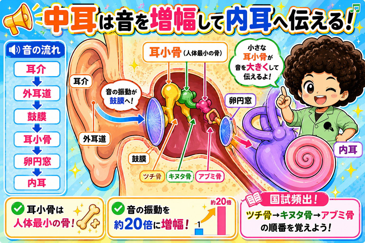 中耳は音を増幅して内耳へ伝える