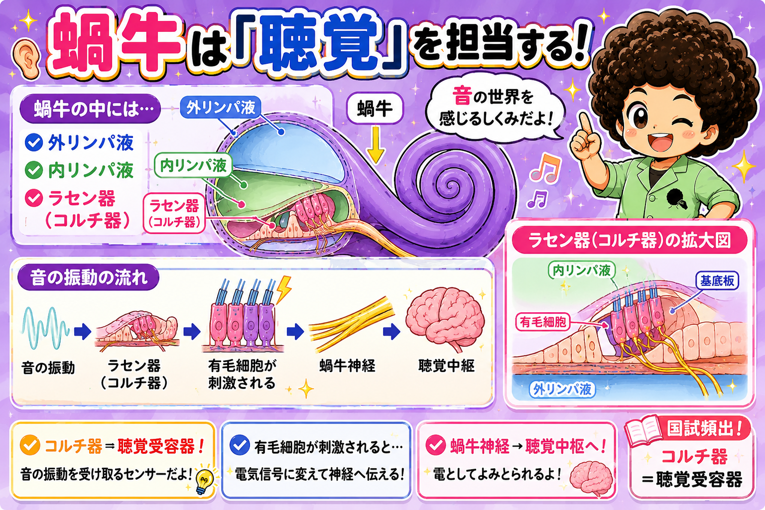 蝸牛は聴覚を担当し、コルチ器＝聴覚受容器
