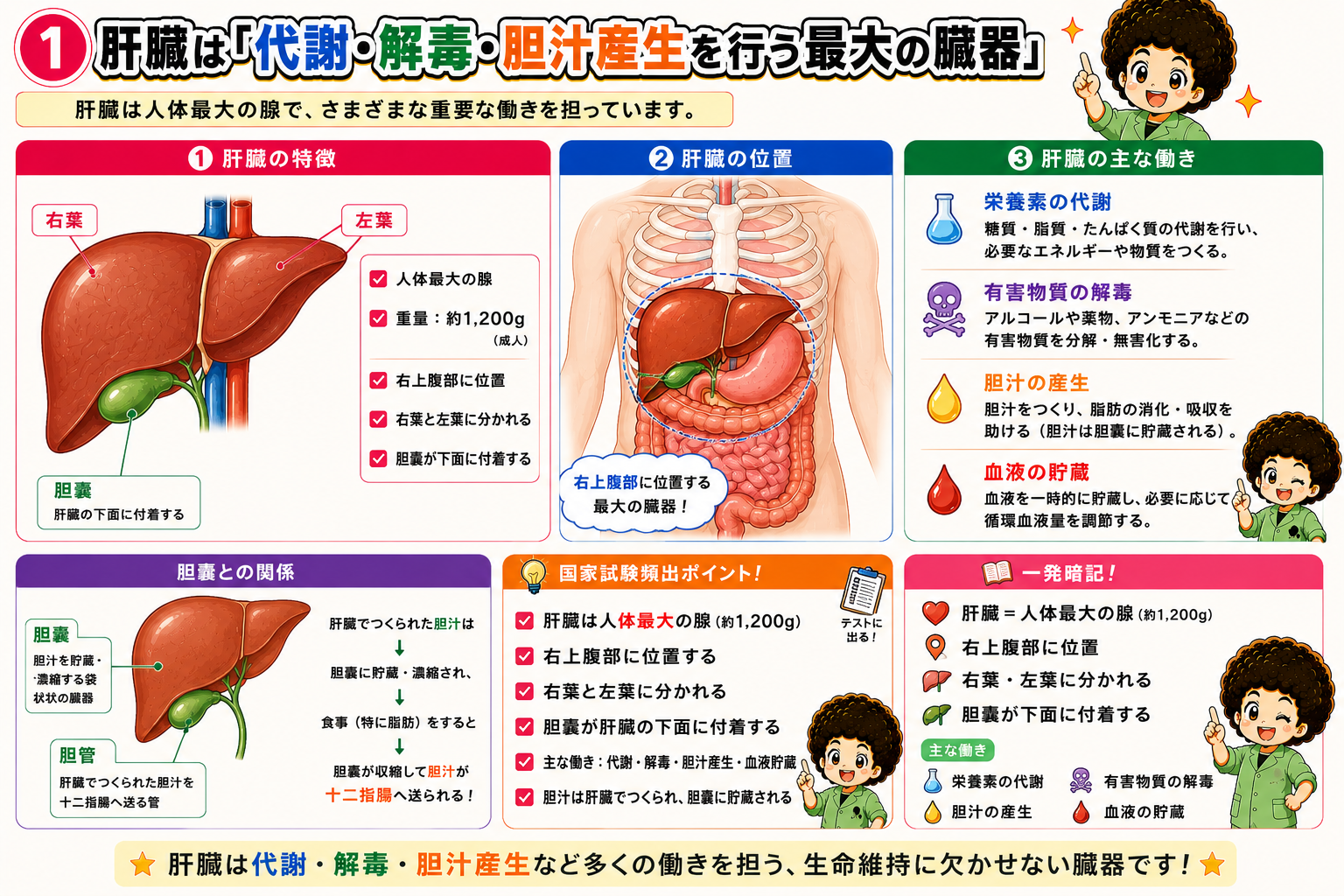 肝臓は人体最大の腺で、右葉・左葉に分かれ下面に胆嚢が付着する