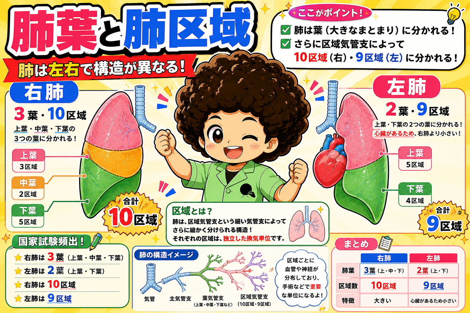 呼吸器・胎児循環・嗅覚器｜呼吸器・胎児循環・嗅覚器 1