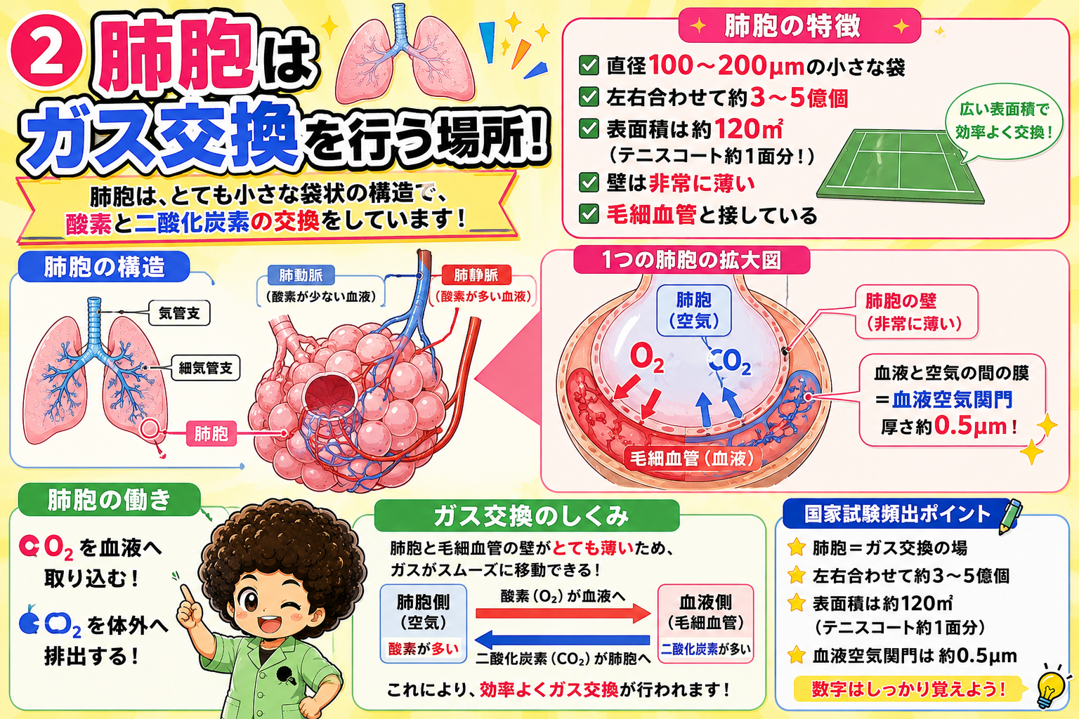 肺胞の構造：血液空気関門は約0.5μmと非常に薄い
