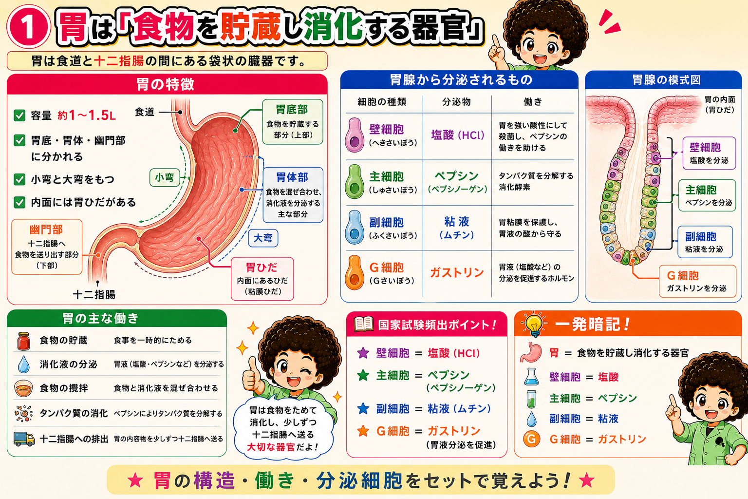 胃は胃底部・胃体部・幽門部に分かれ、胃腺から塩酸・ペプシノーゲンなどを分泌する