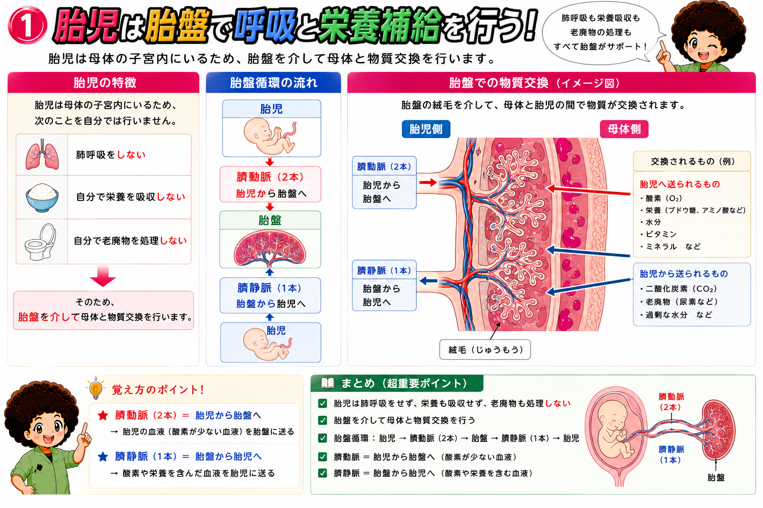 胎児は胎盤を介して母体と物質交換を行う（臍動脈2本・臍静脈1本）