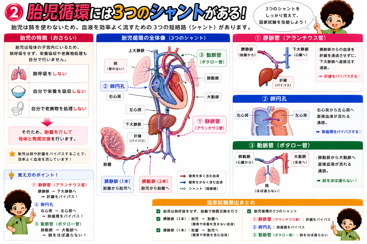 胎児循環の3つのシャント：静脈管・卵円孔・動脈管