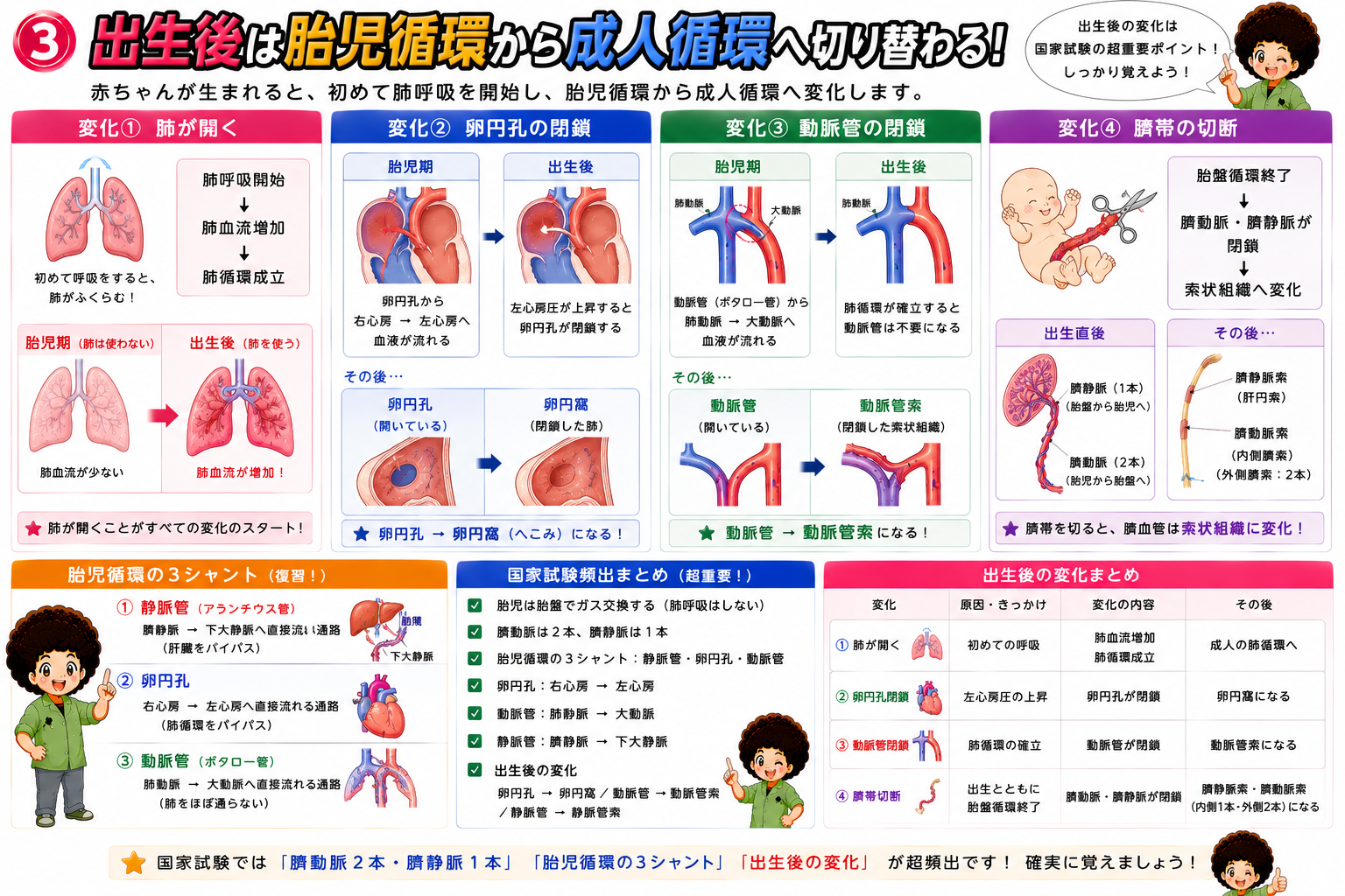出生後、胎児循環は成人循環へと切り替わる