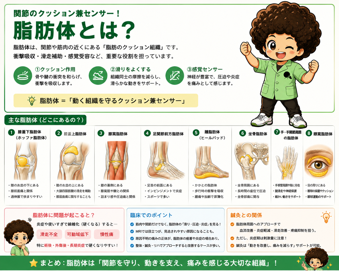 脂肪体の3つの役割（クッション作用・滑走補助・感覚センサー）