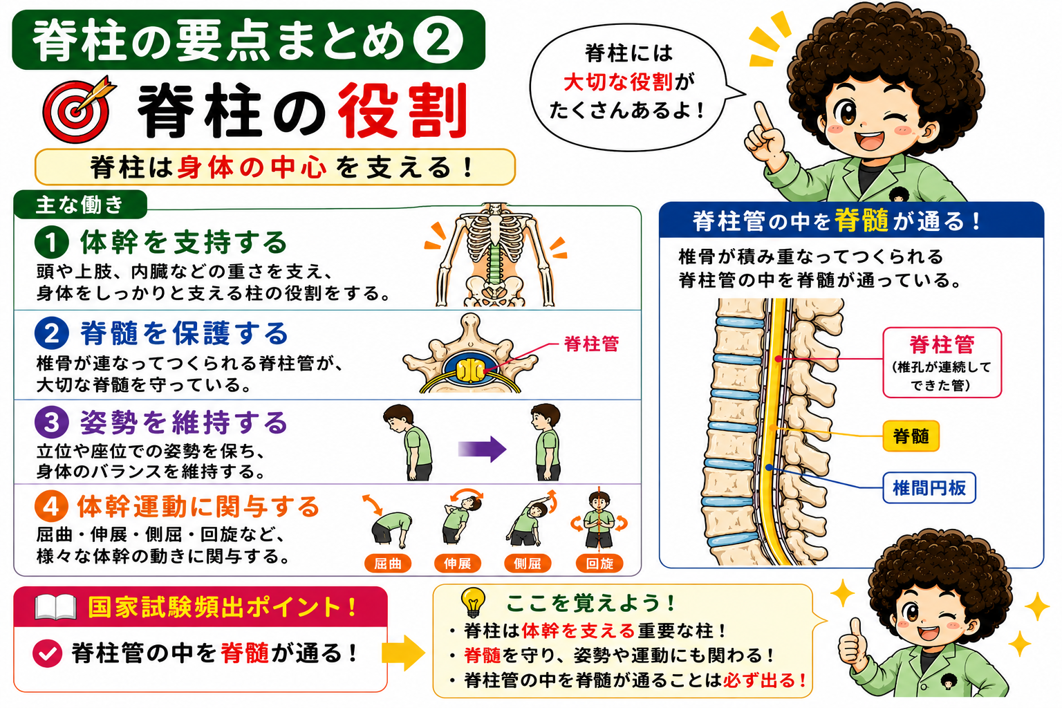 脊柱の4つの主な働きと、脊柱管の中を脊髄が通る構造