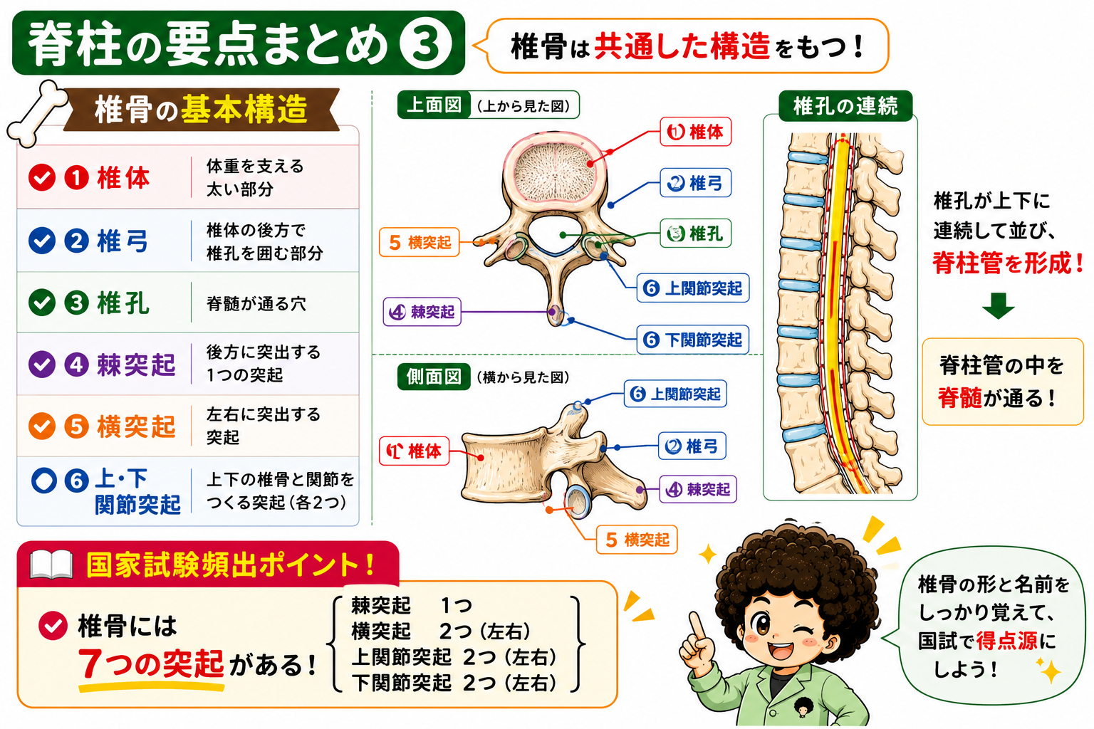 椎骨の基本構造（上面図・側面図）と椎孔の連続による脊柱管の形成