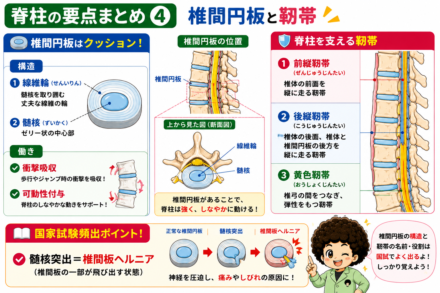 椎間円板の構造（線維輪・髄核）と脊柱を支える3つの靭帯
