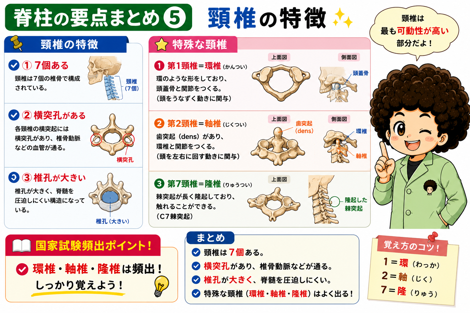 頸椎の特徴と特殊な頸椎（環椎・軸椎・隆椎）
