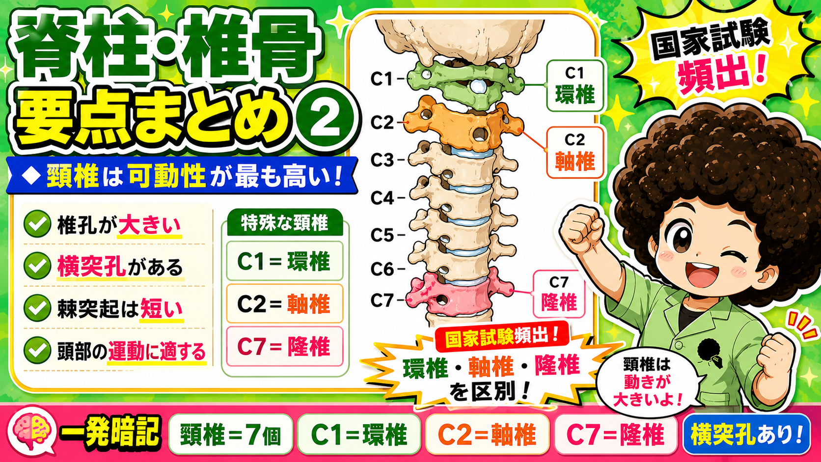 頸椎は可動性が最も高く、C1=環椎、C2=軸椎、C7=隆椎という特殊な形態をもつ