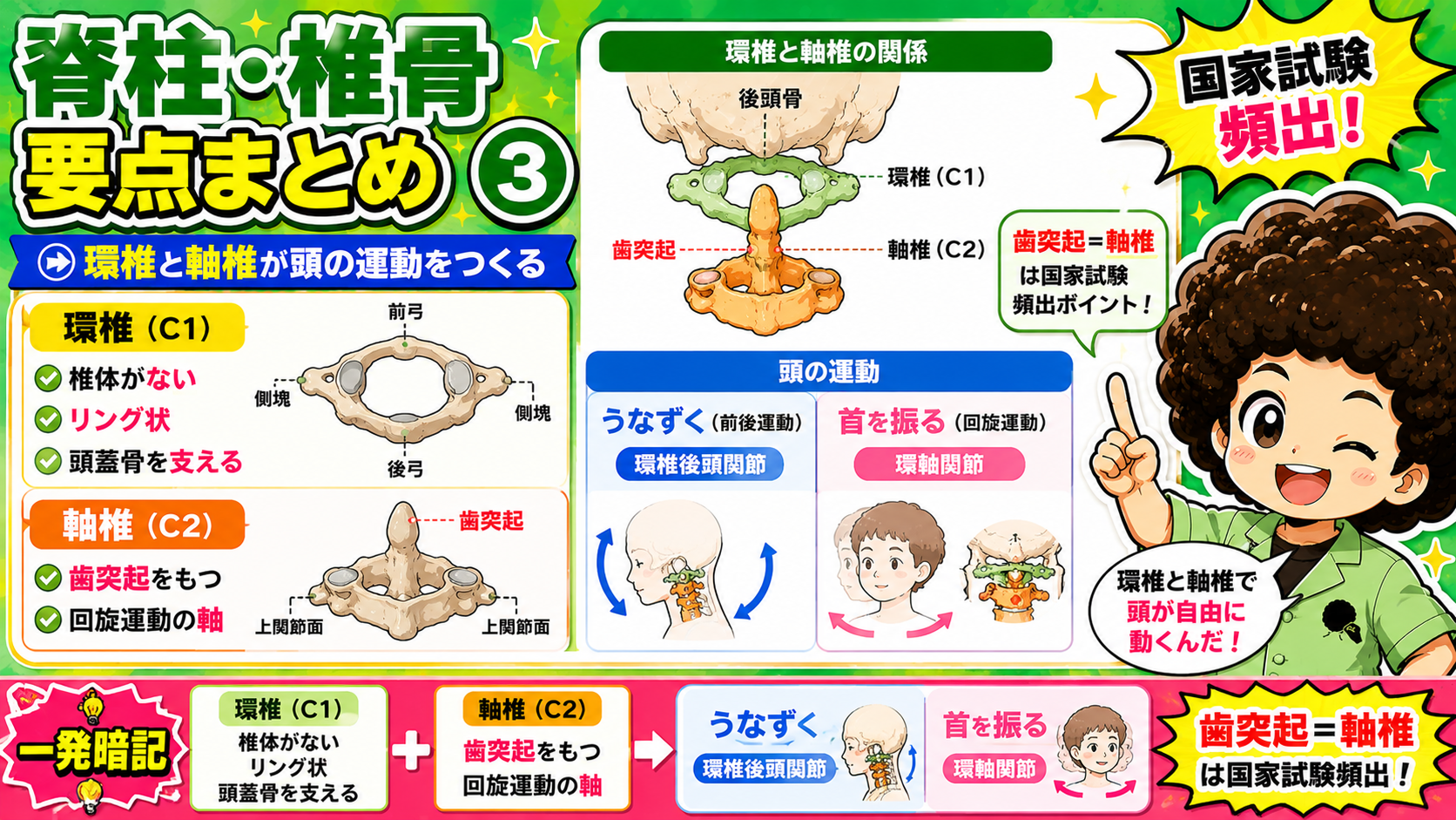 環椎(C1)と軸椎(C2)の関係。歯突起を軸に環軸関節で回旋運動が起こる