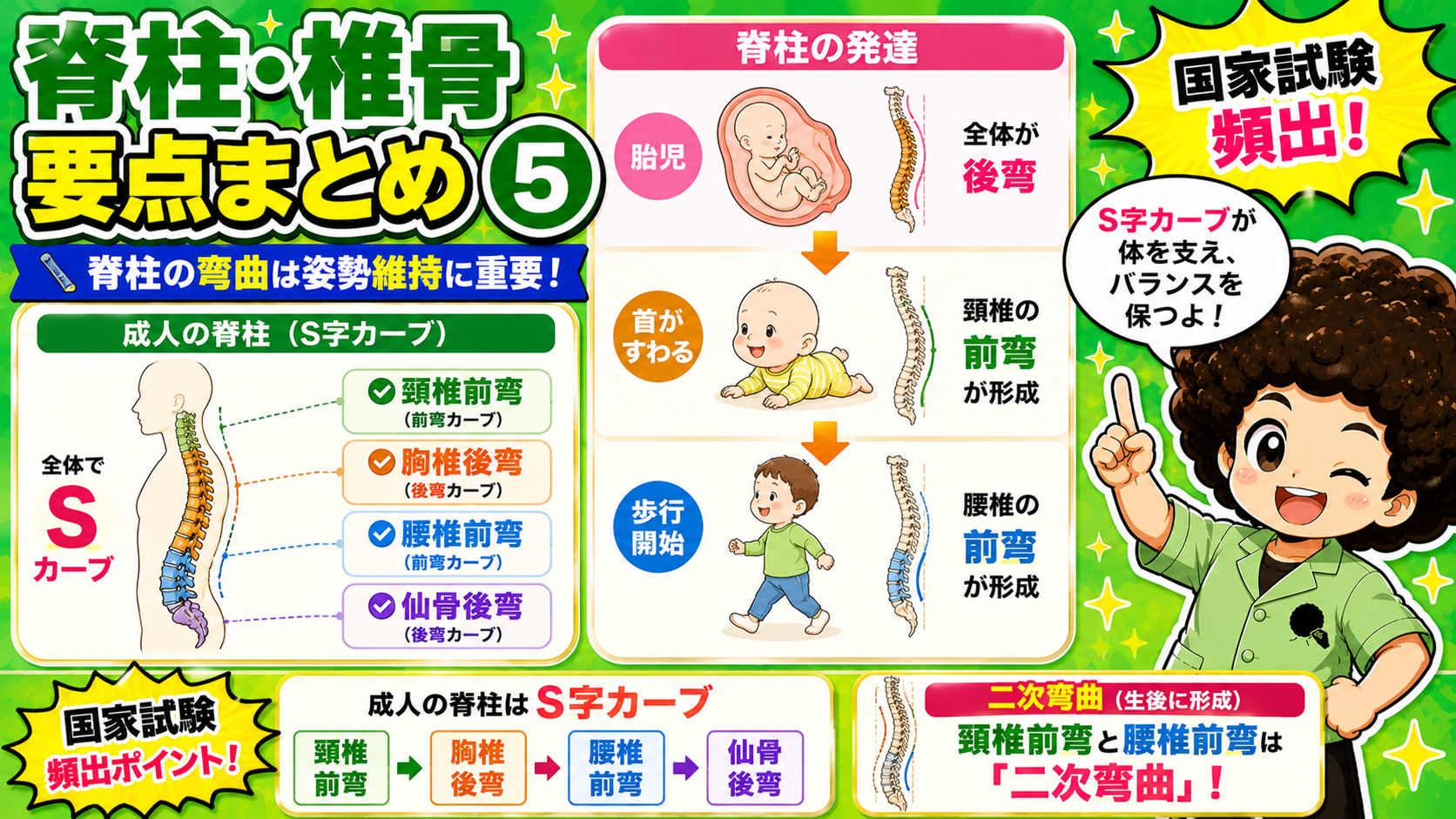 胎児期は全体が後弯。首がすわると頸椎前弯、歩行開始で腰椎前弯が形成されS字カーブが完成する