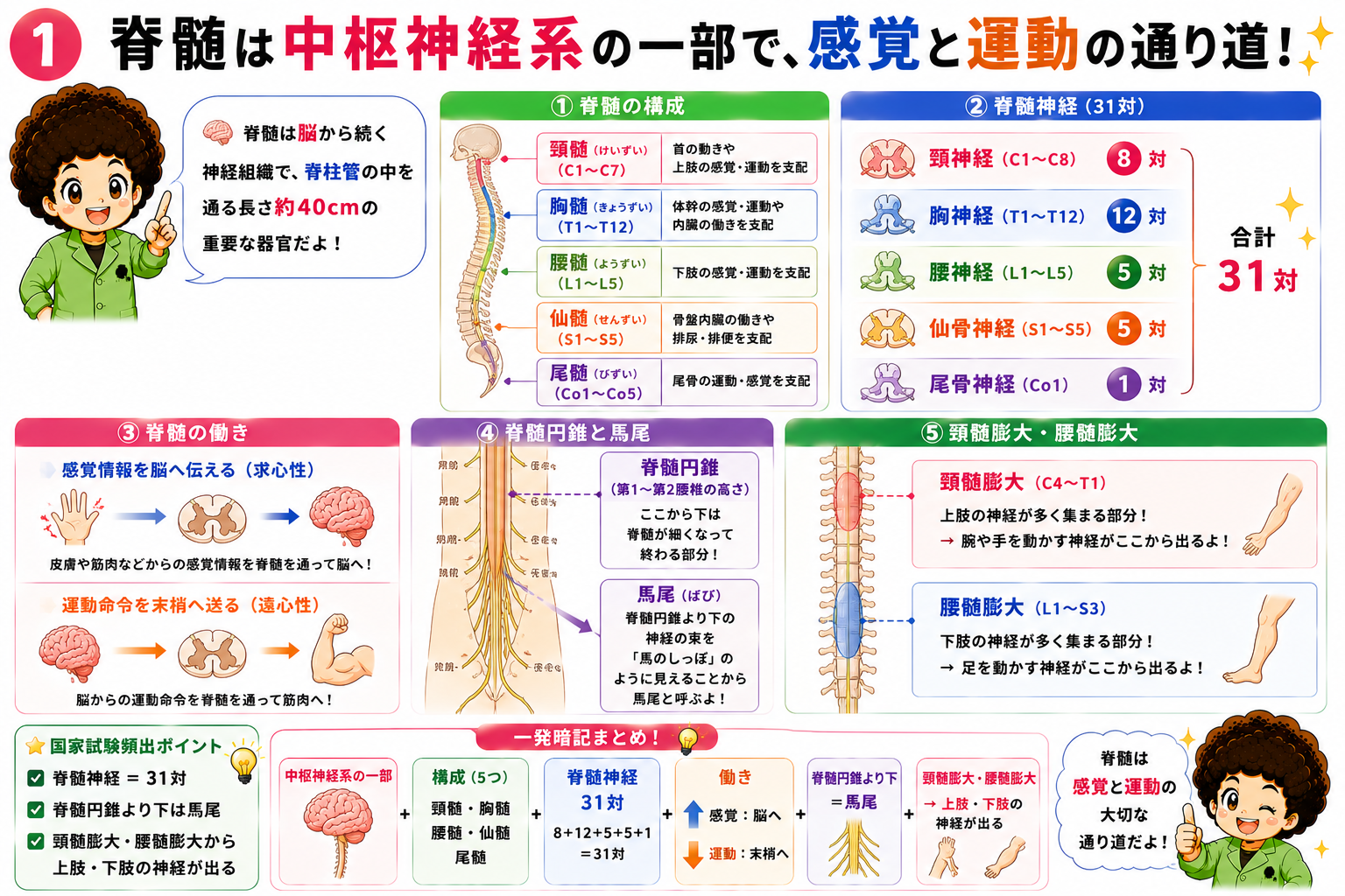 脊髄・伝導路・反射と自律神経(副交感神経)｜脊髄・伝導路・反射と自律神経(副交感神経) 1