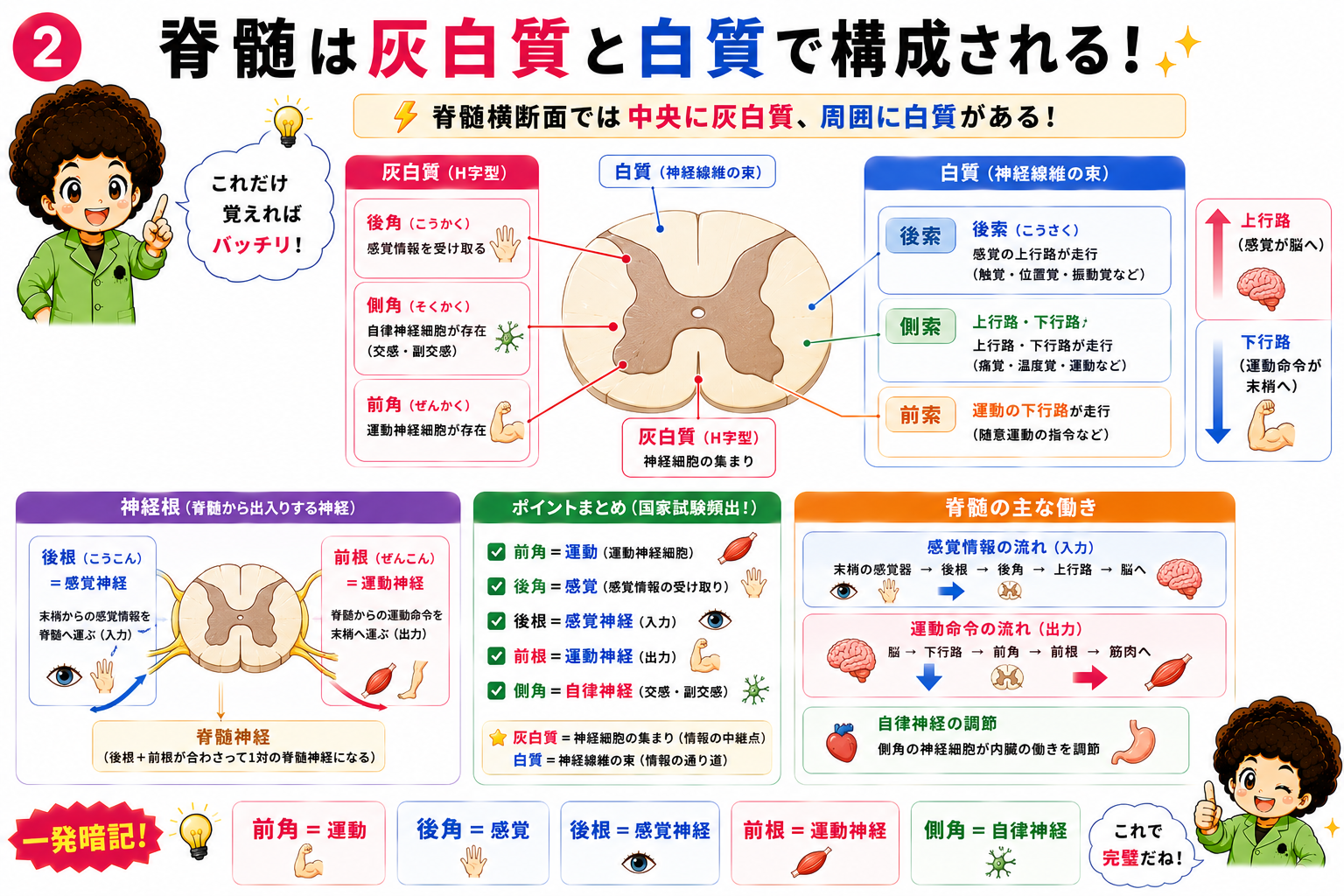 脊髄横断面のH字型灰白質(前角・後角・側角)と白質(前索・側索・後索)