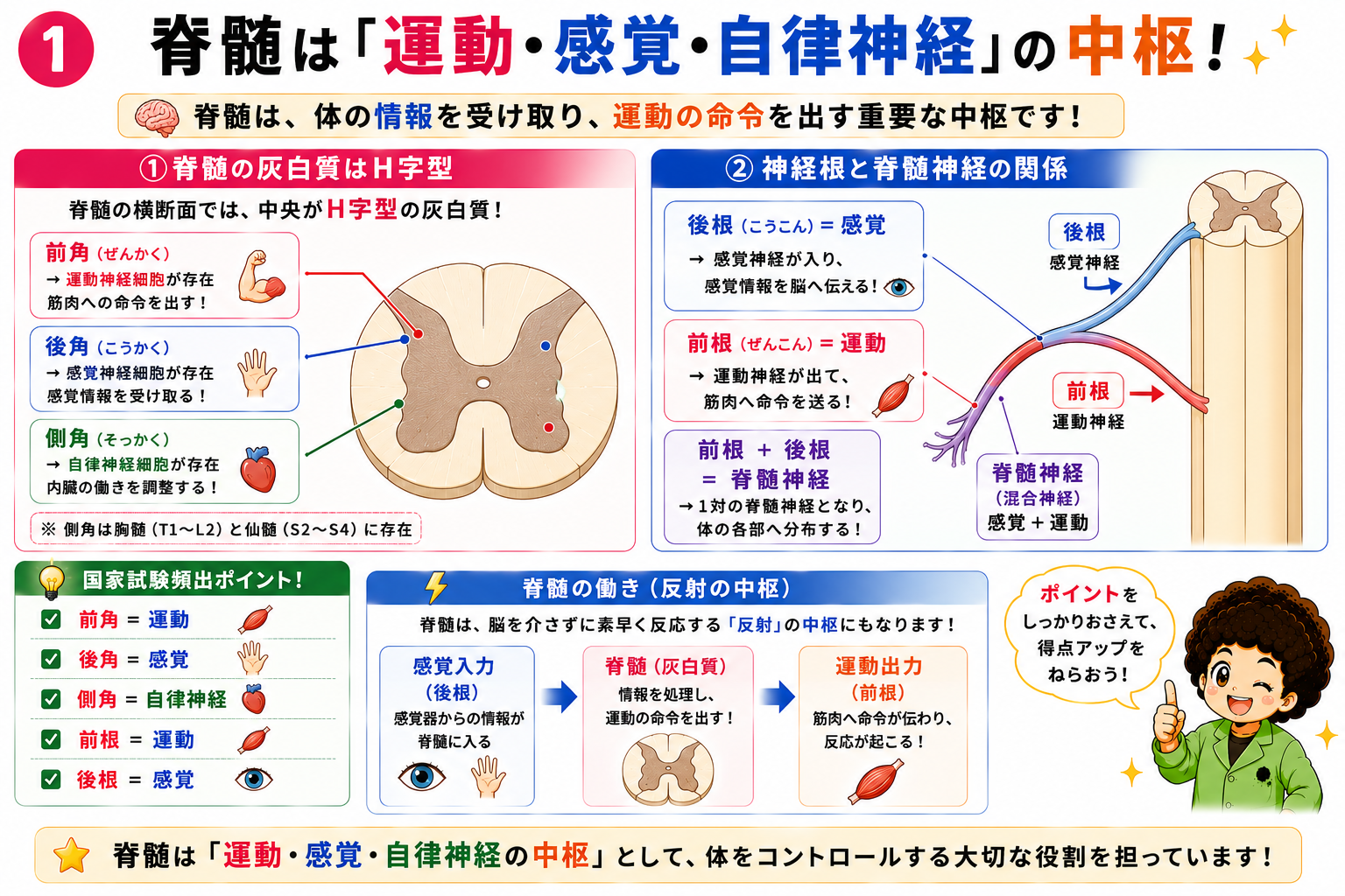 前根(運動)と後根(感覚)が合わさって脊髄神経になる