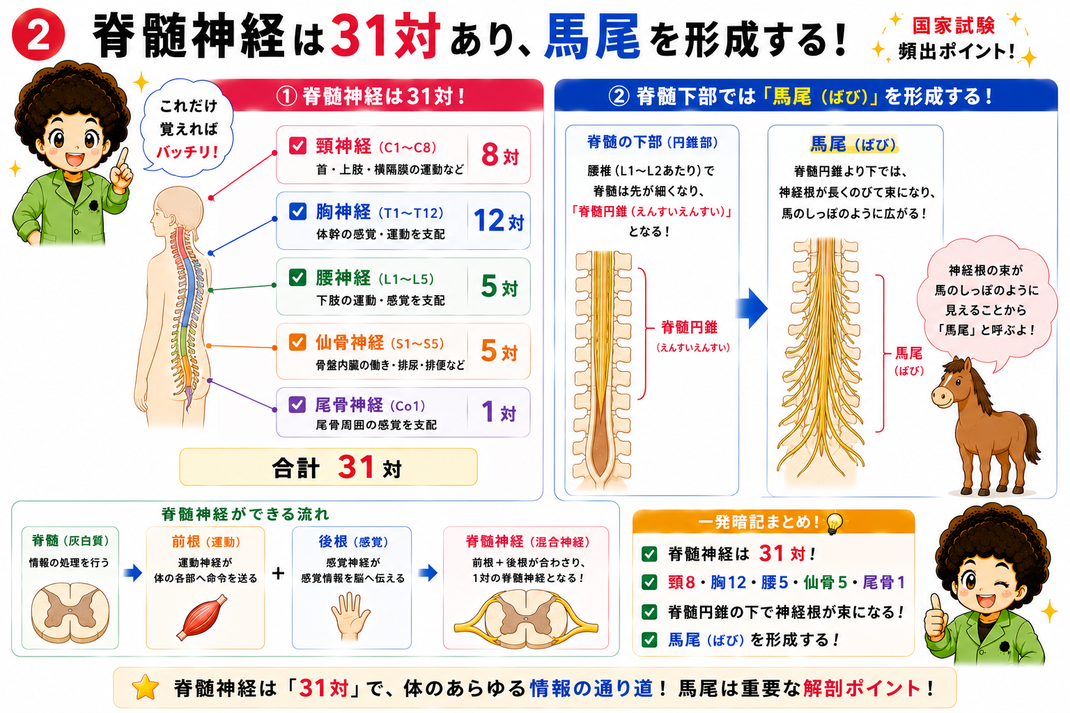 脊髄円錐から馬尾が形成される様子と脊髄神経31対