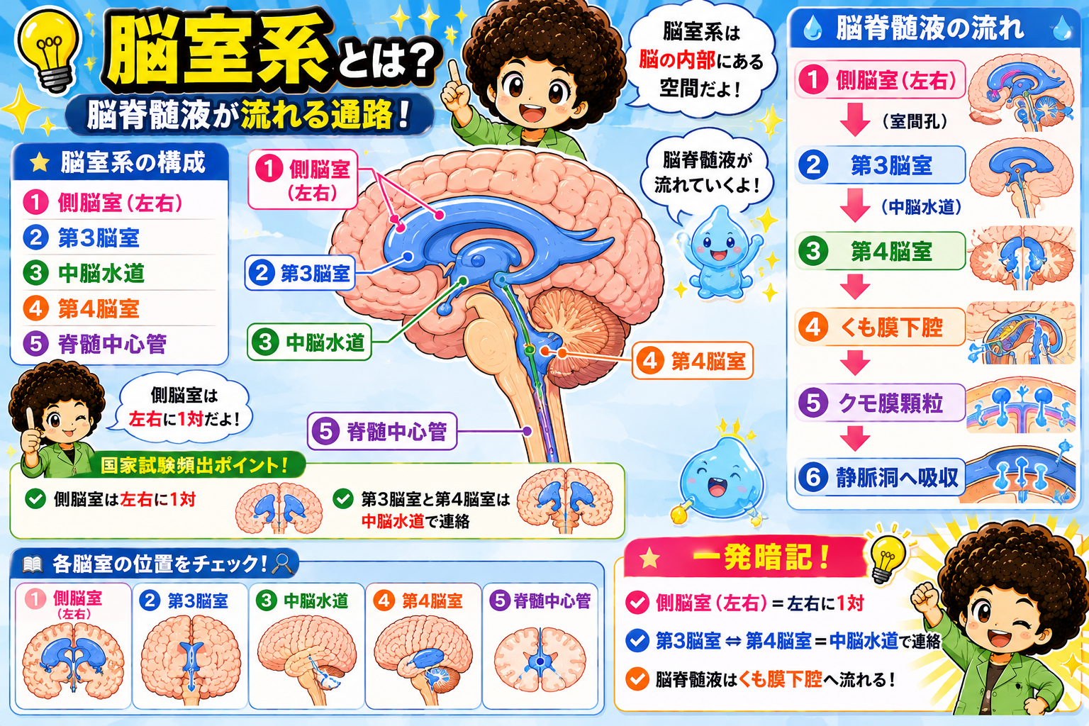 脳室系は脳脊髄液が流れる通路。側脳室→第3脳室→中脳水道→第4脳室→くも膜下腔→クモ膜顆粒→静脈洞