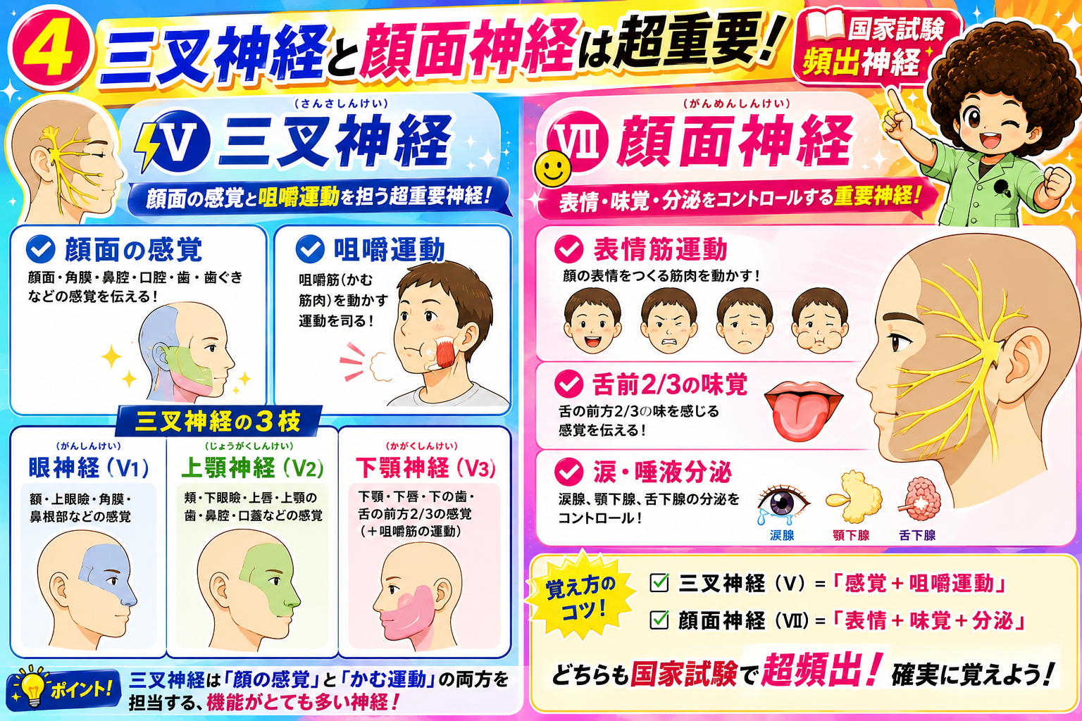 三叉神経の3枝（眼神経・上顎神経・下顎神経）と顔面神経の機能
