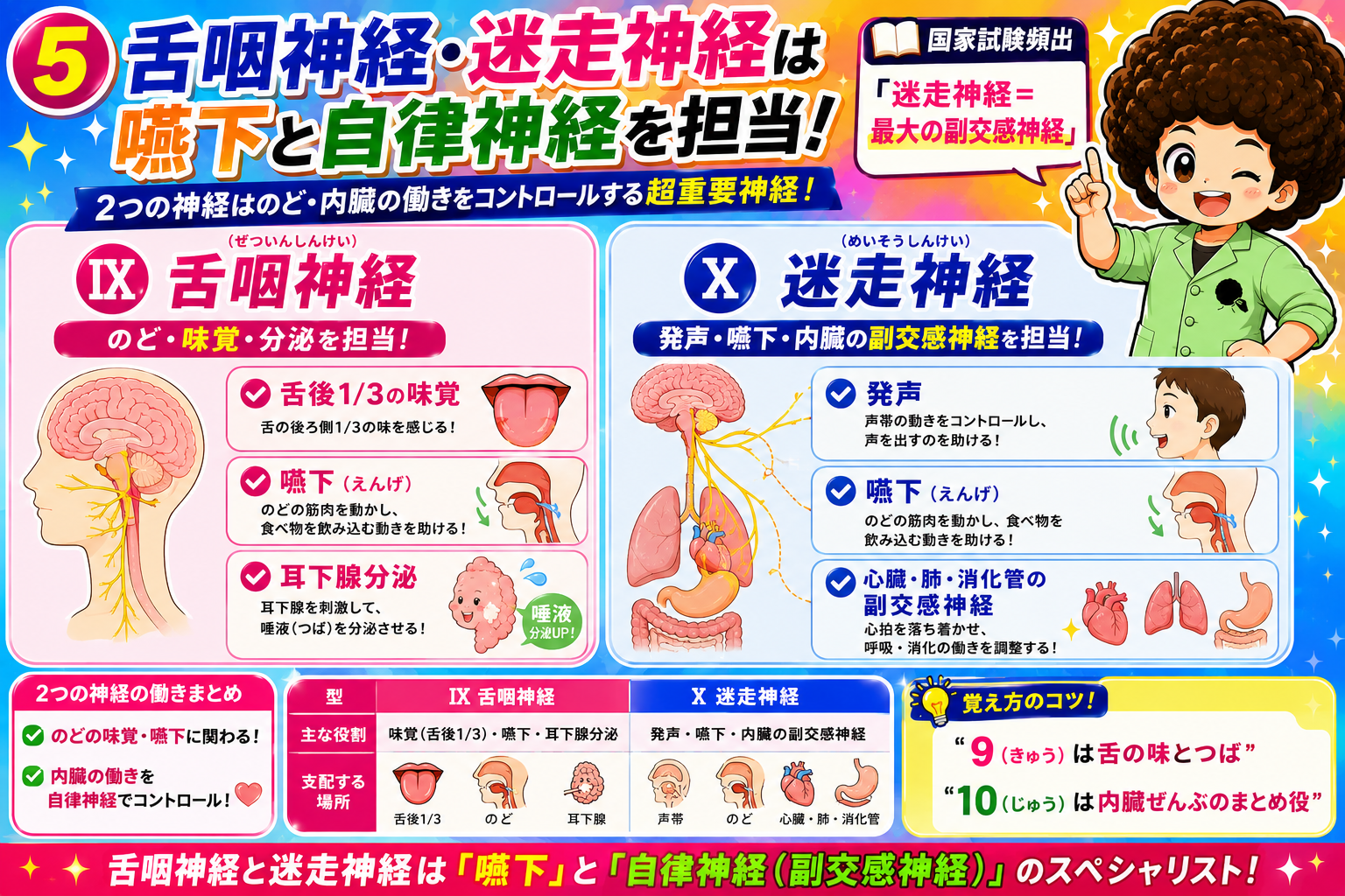 舌咽神経と迷走神経の役割と支配範囲の比較