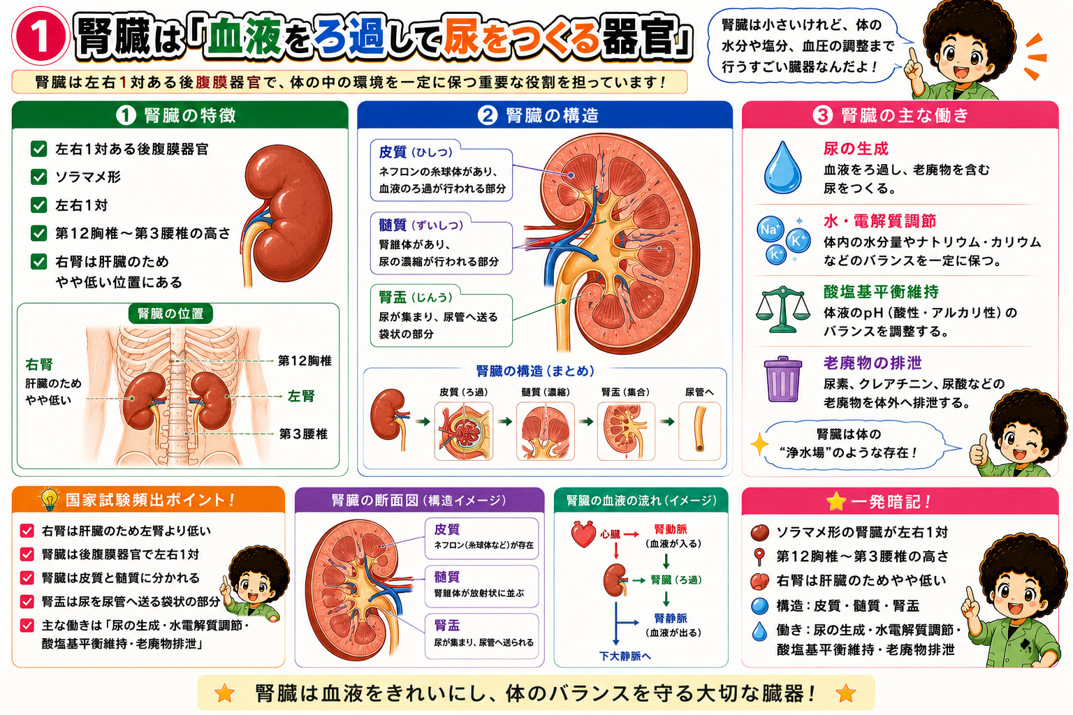 泌尿器・生殖器まとめ｜泌尿器・生殖器まとめ 1
